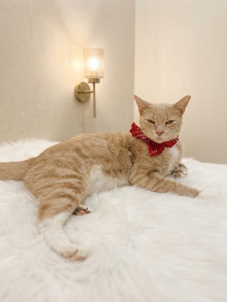 Enlarge Chupi, a Adoptable Domestic Short Hair in Naranjito, PR image 2/2