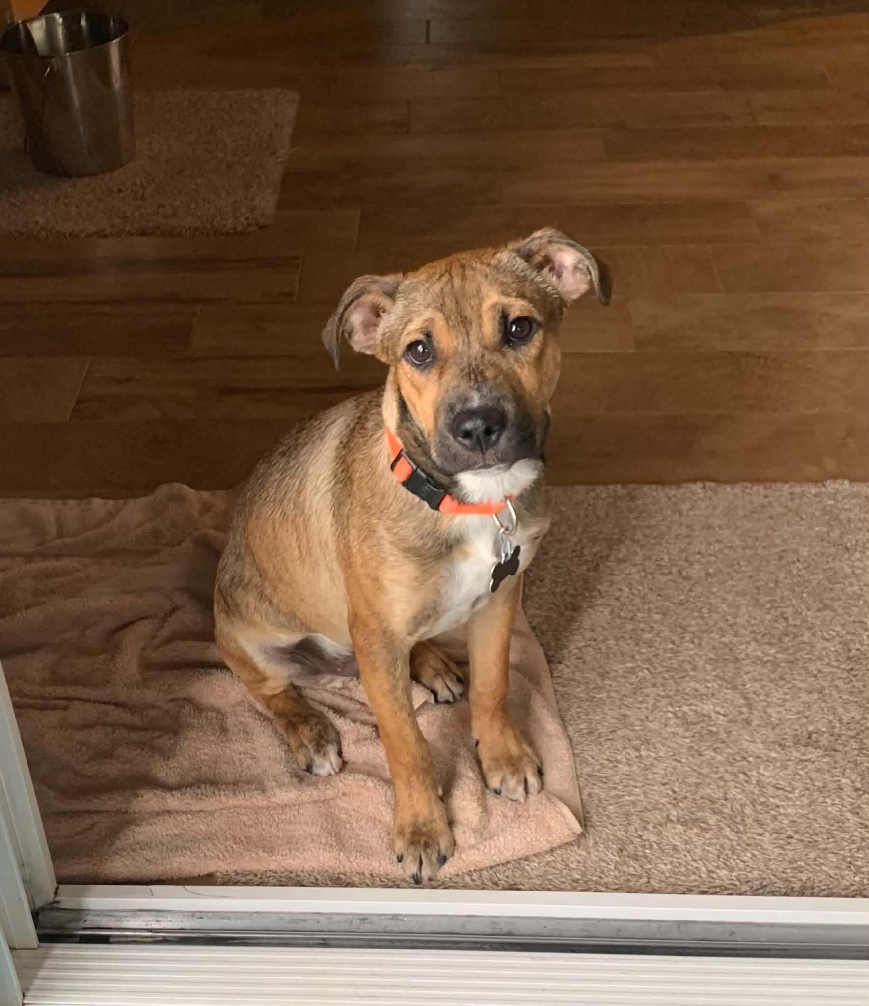 Boscoe, Adopted, Puppy Male Retriever.
