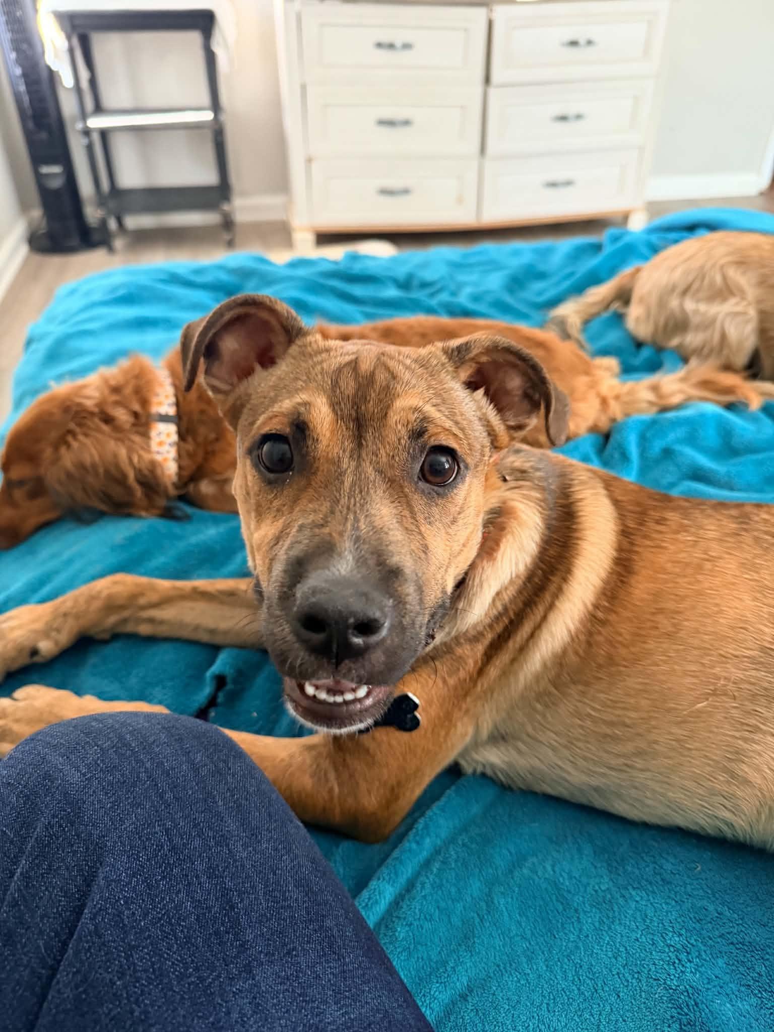 Enlarge Boscoe, a Adopted mixed breed in Douglas, MA image 2/6