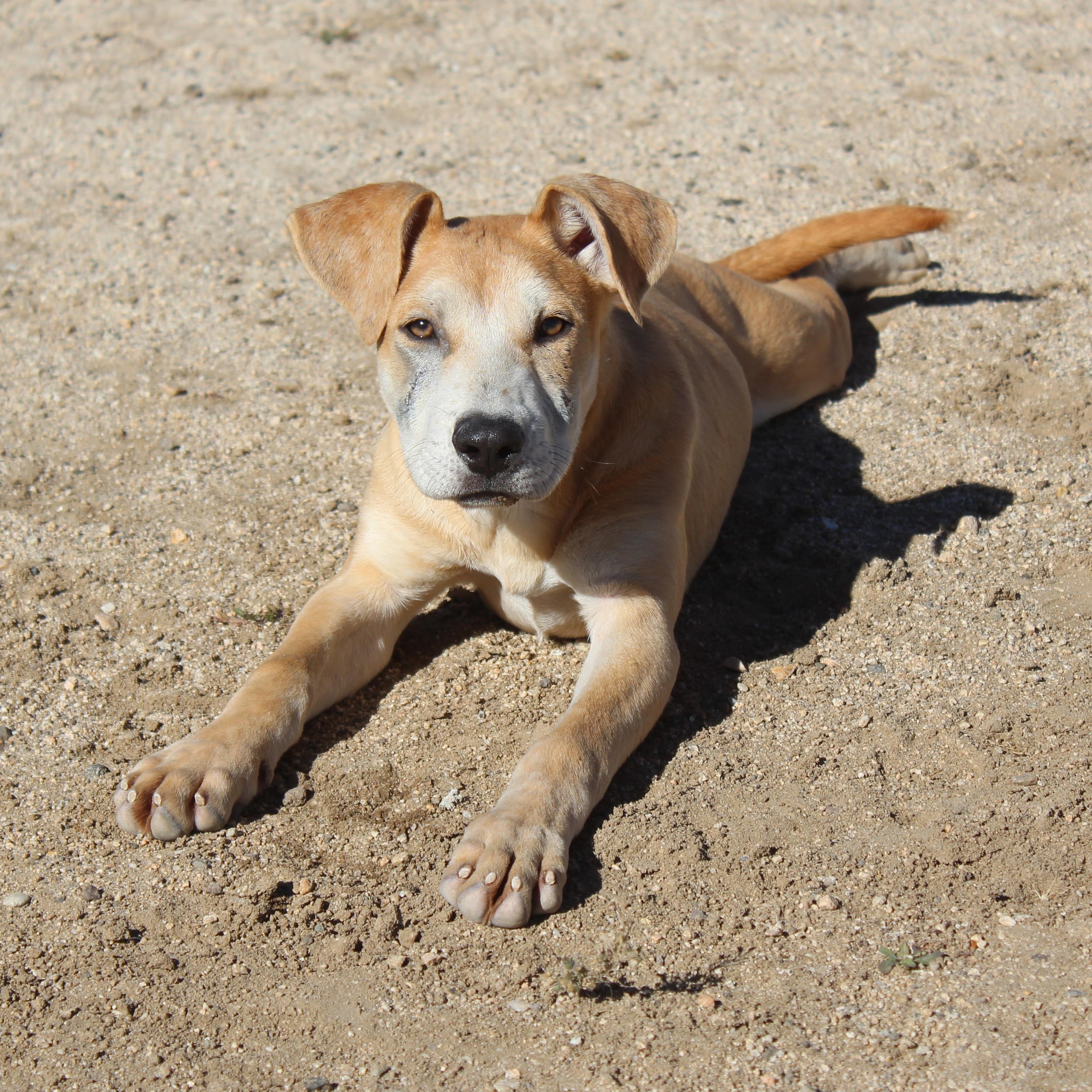 Enlarge Slater, a Adoptable mixed breed in Yucca Valley, CA image 1/1