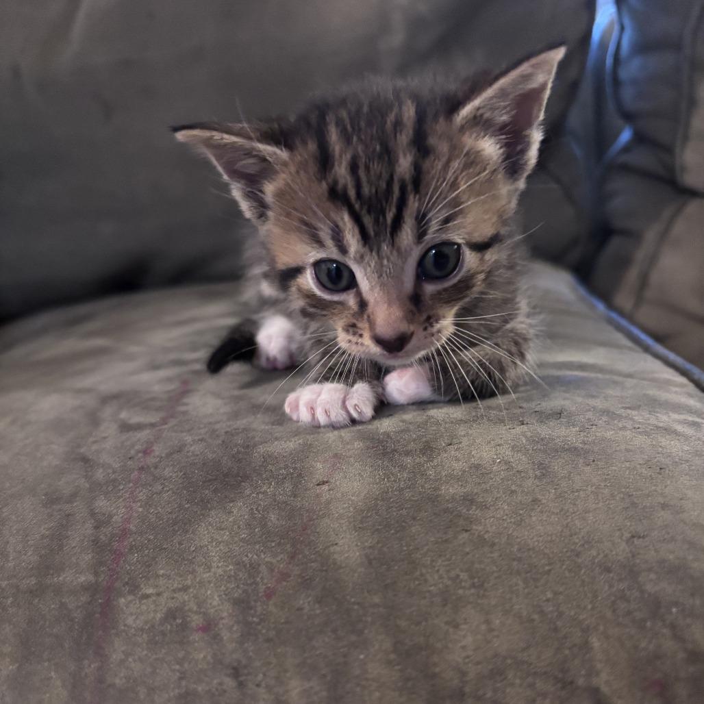 Cinnamon, Adoptable, Kitten Male Domestic Short Hair.