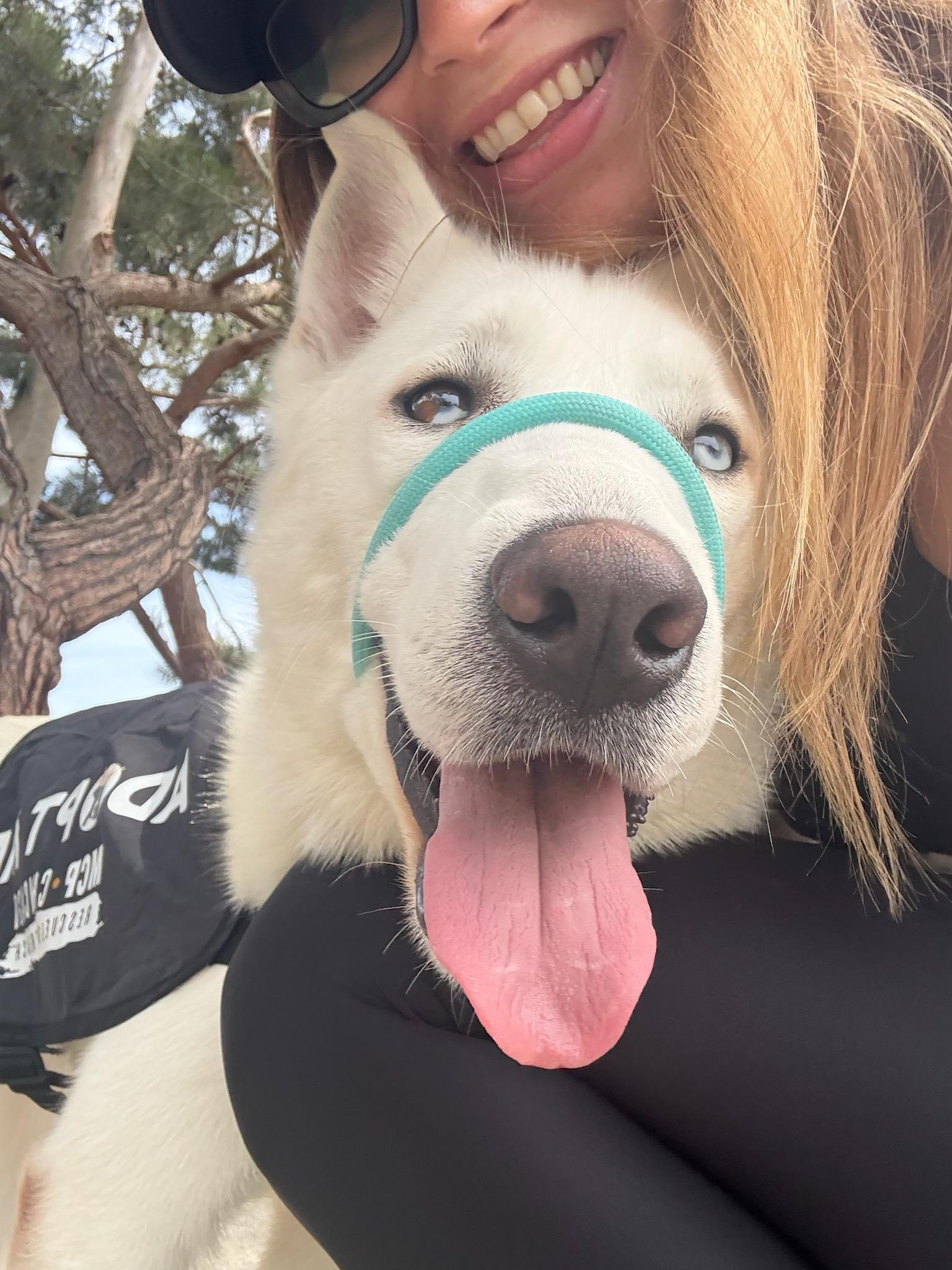 Enlarge Mookie, a Adoptable mixed breed in Los Angeles, CA image 2/6