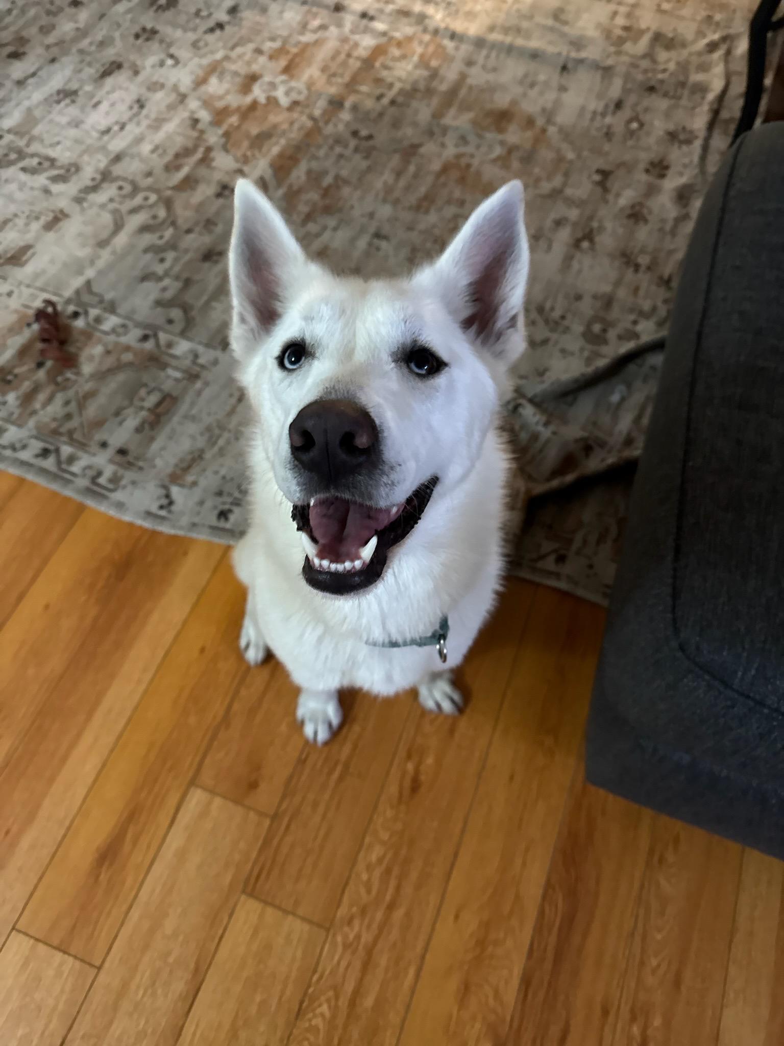 Enlarge Mookie, a Adoptable mixed breed in Los Angeles, CA image 4/6