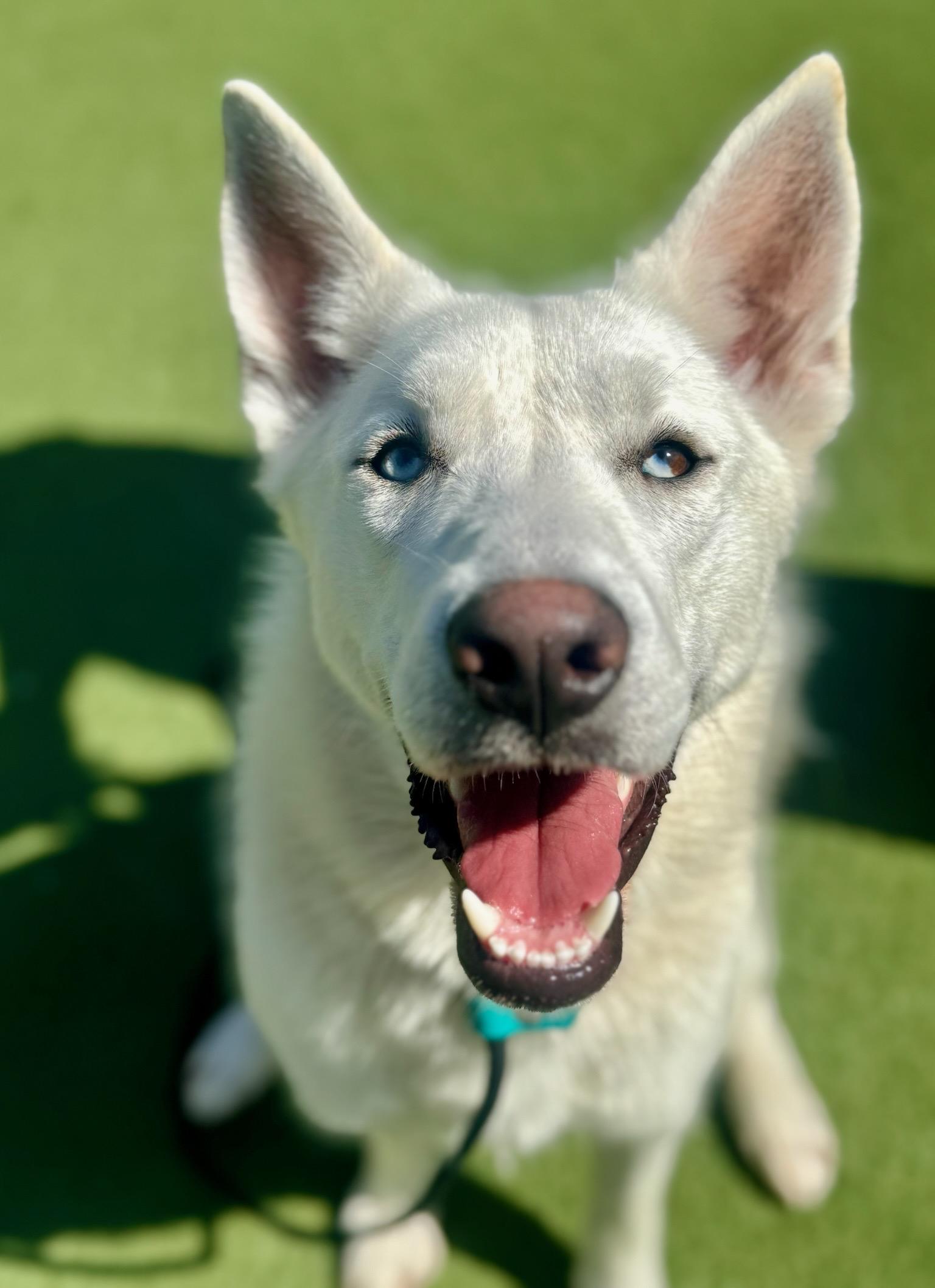 Enlarge Mookie, a Adoptable mixed breed in Los Angeles, CA image 1/6