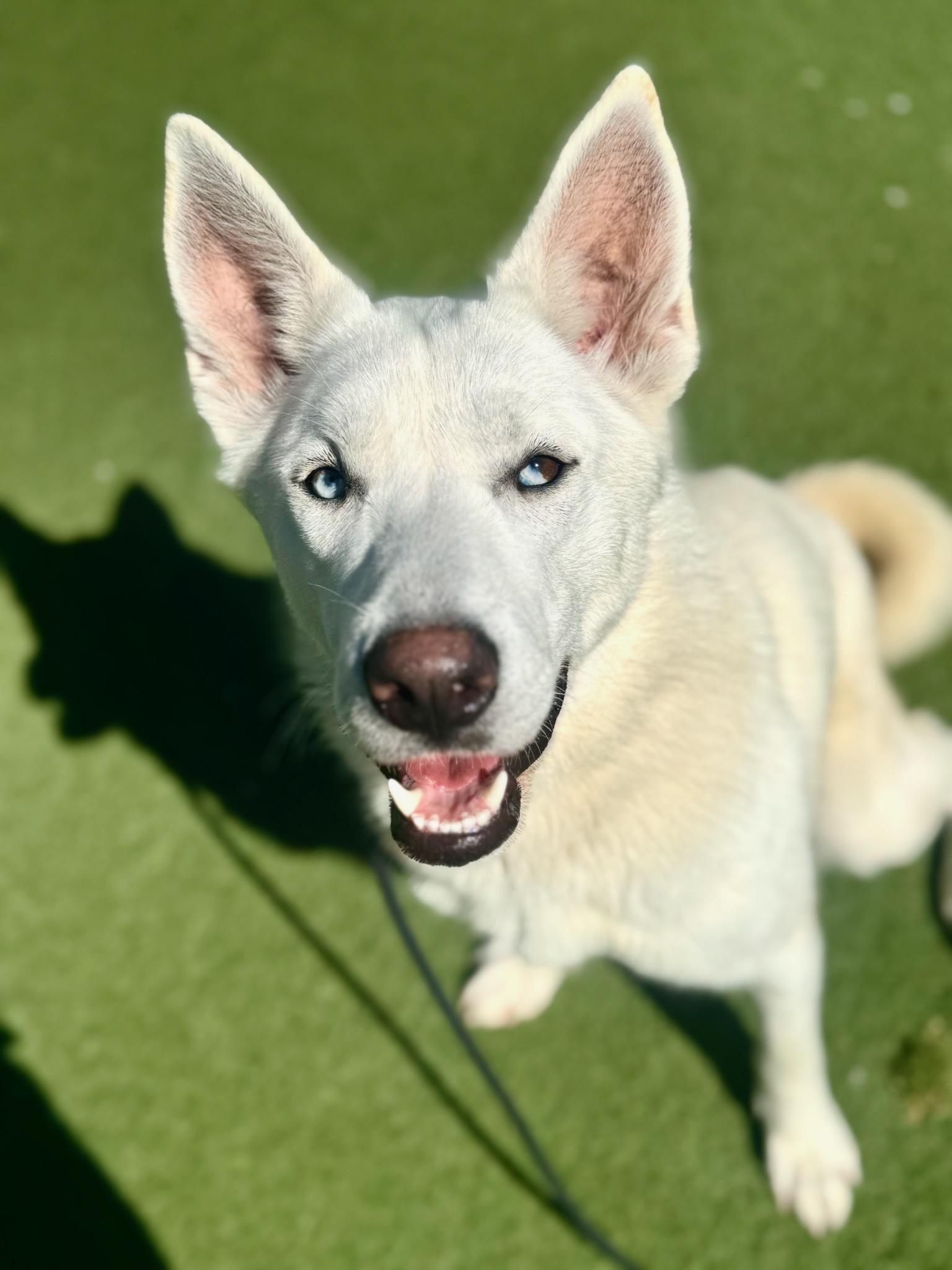 Enlarge Mookie, a Adoptable mixed breed in Los Angeles, CA image 5/6