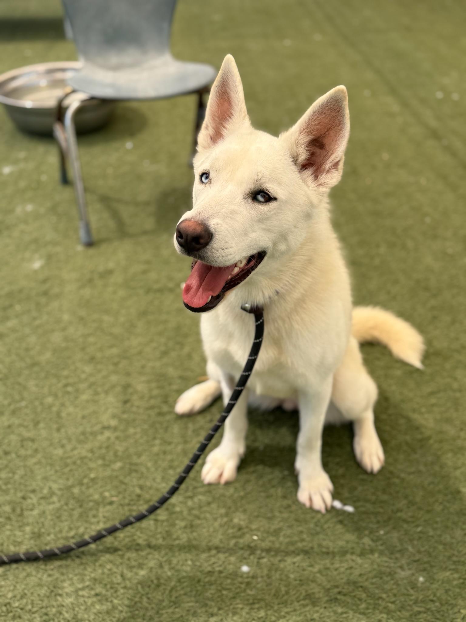 Enlarge Mookie, a Adoptable mixed breed in Los Angeles, CA image 6/6