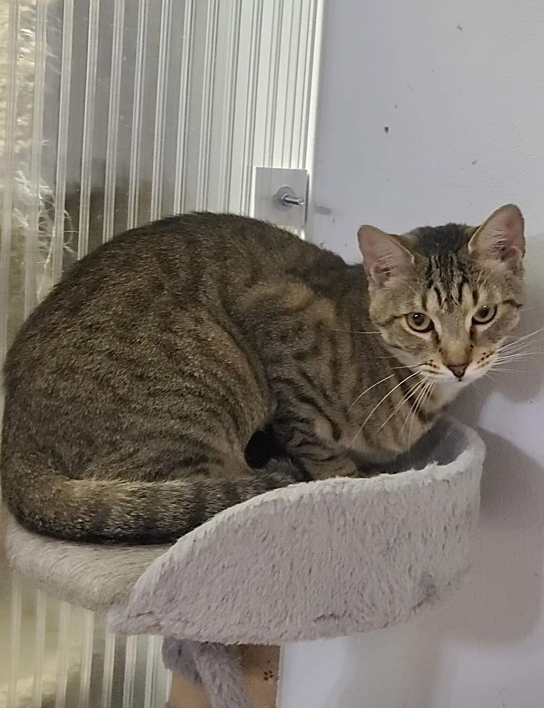 Eydie, a Adoptable Domestic Short Hair in Margate, FL image 1/6