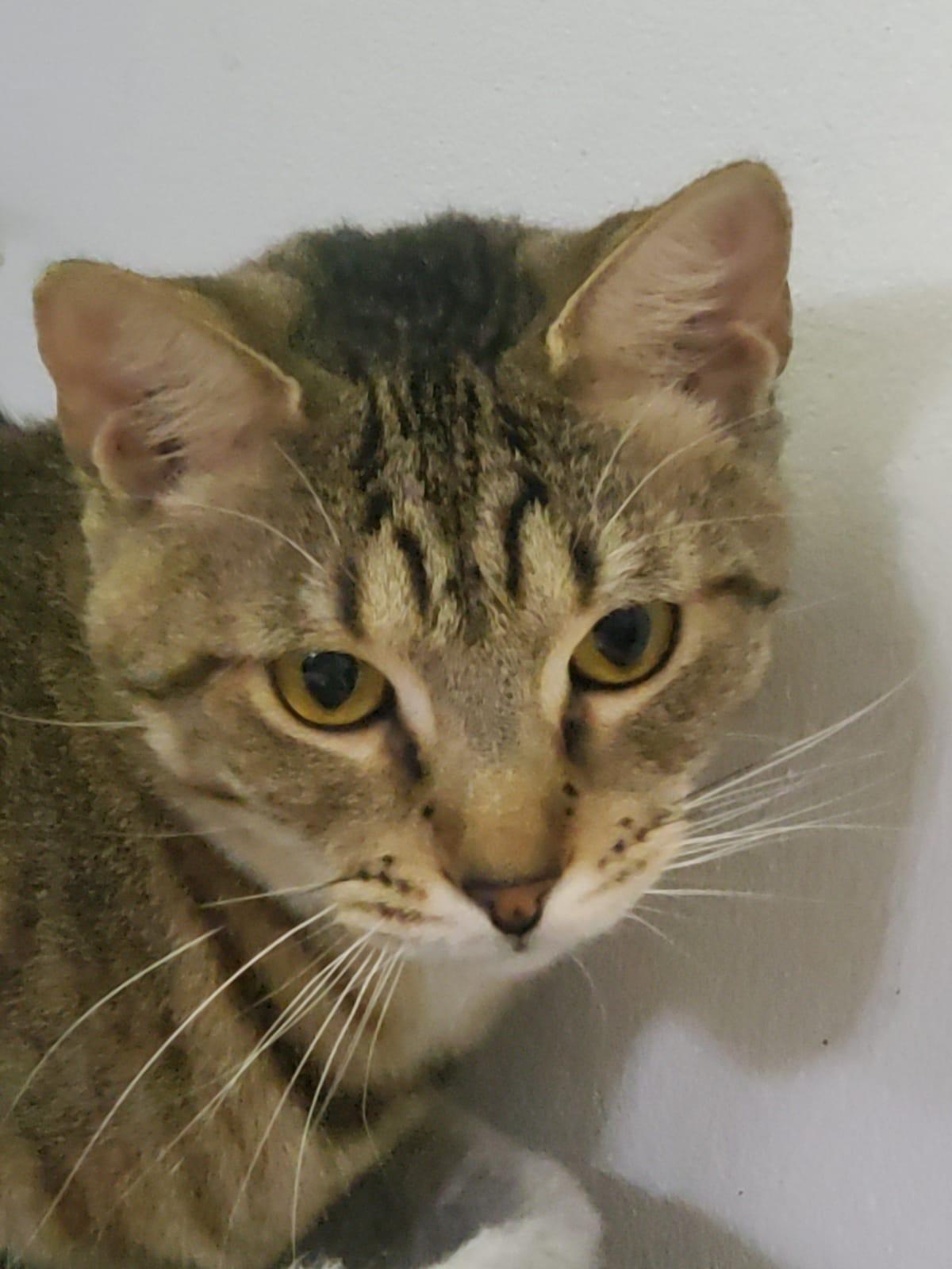 Eydie, a Adoptable Domestic Short Hair in Margate, FL image 2/6