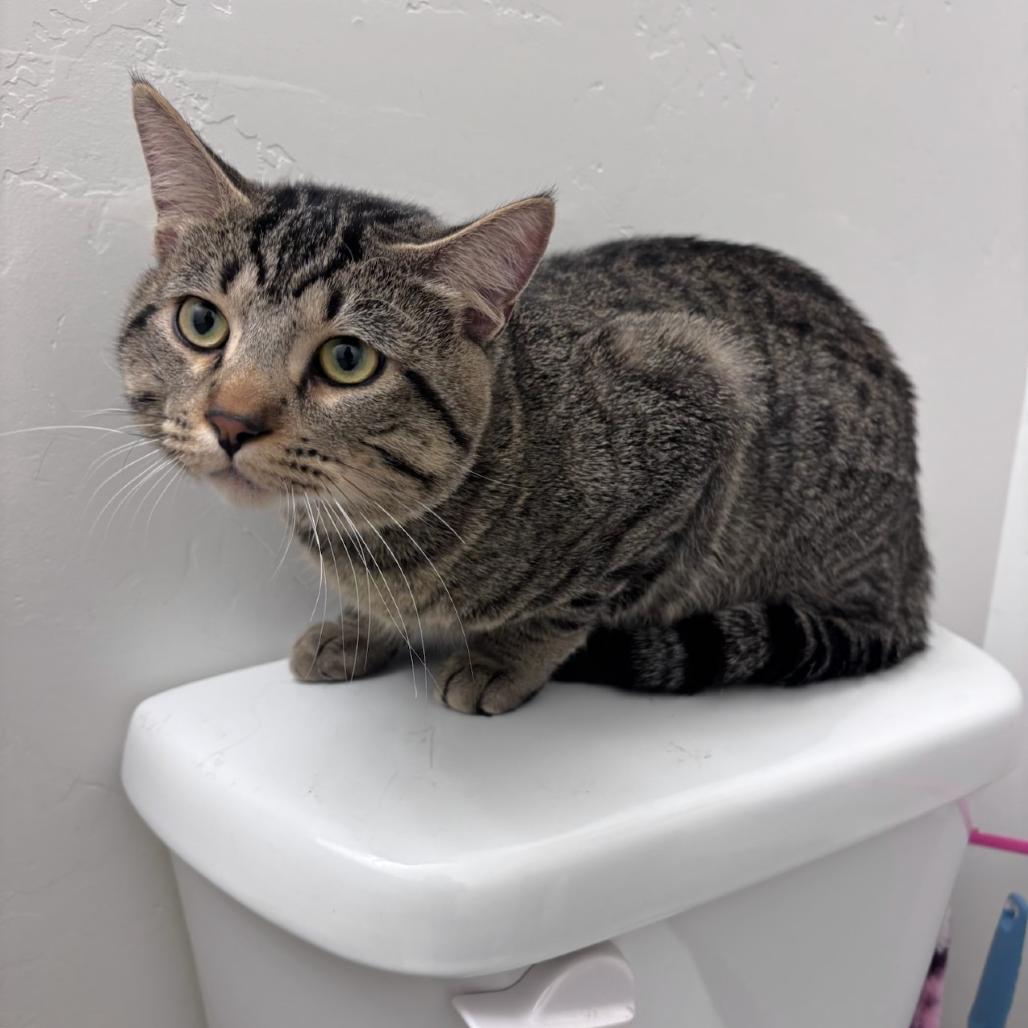 Enlarge Twix, a Adoptable Domestic Short Hair in Grantsville, UT image 1/1