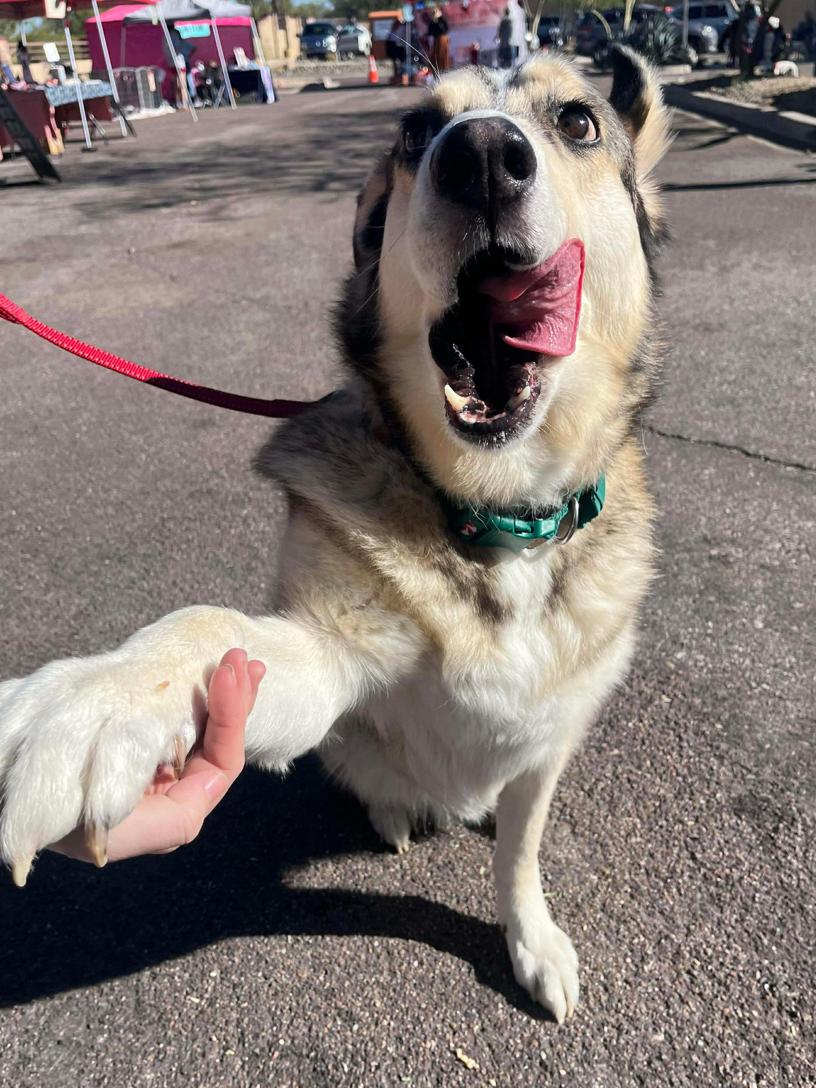 Clyde, a Adoptable mixed breed in Scottsdale, AZ image 2/6