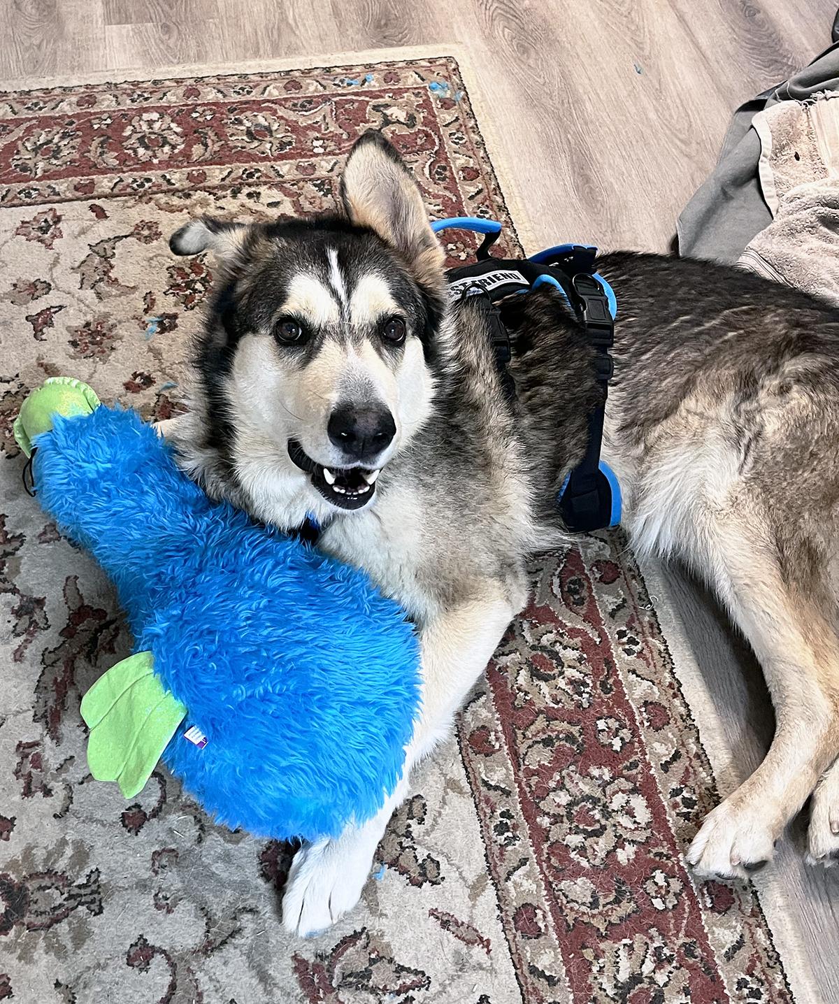 Clyde, a Adoptable mixed breed in Scottsdale, AZ image 6/6