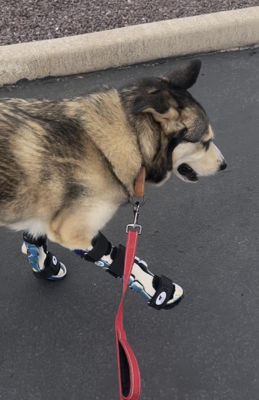 Clyde, a Adoptable mixed breed in Scottsdale, AZ image 3/6