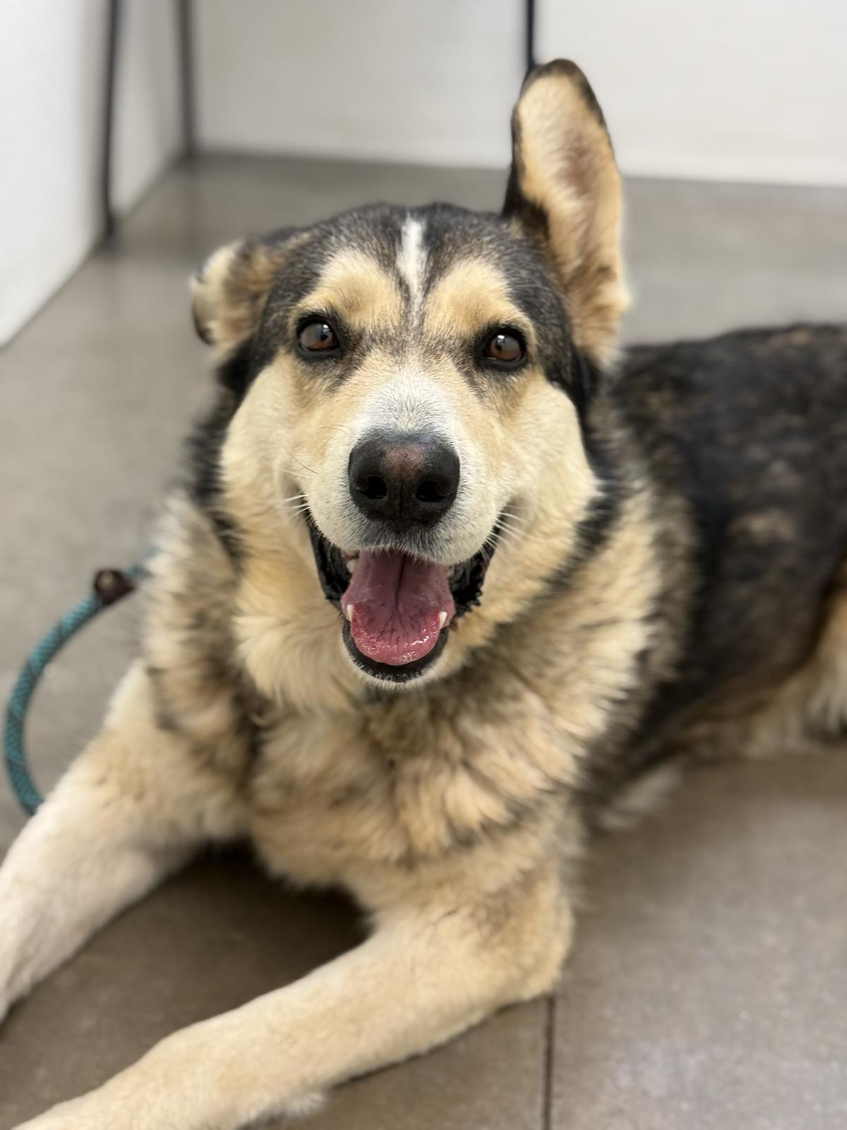 Clyde, a Adoptable mixed breed in Scottsdale, AZ image 4/6