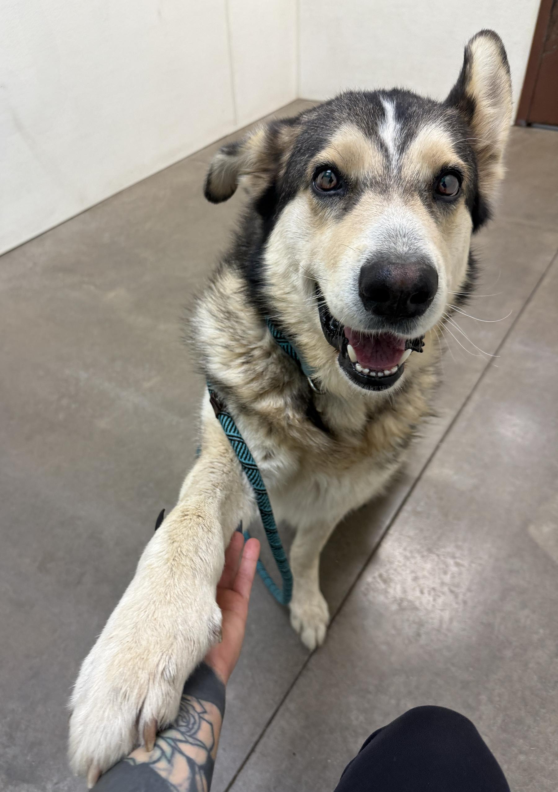 Clyde, a Adoptable mixed breed in Scottsdale, AZ image 5/6