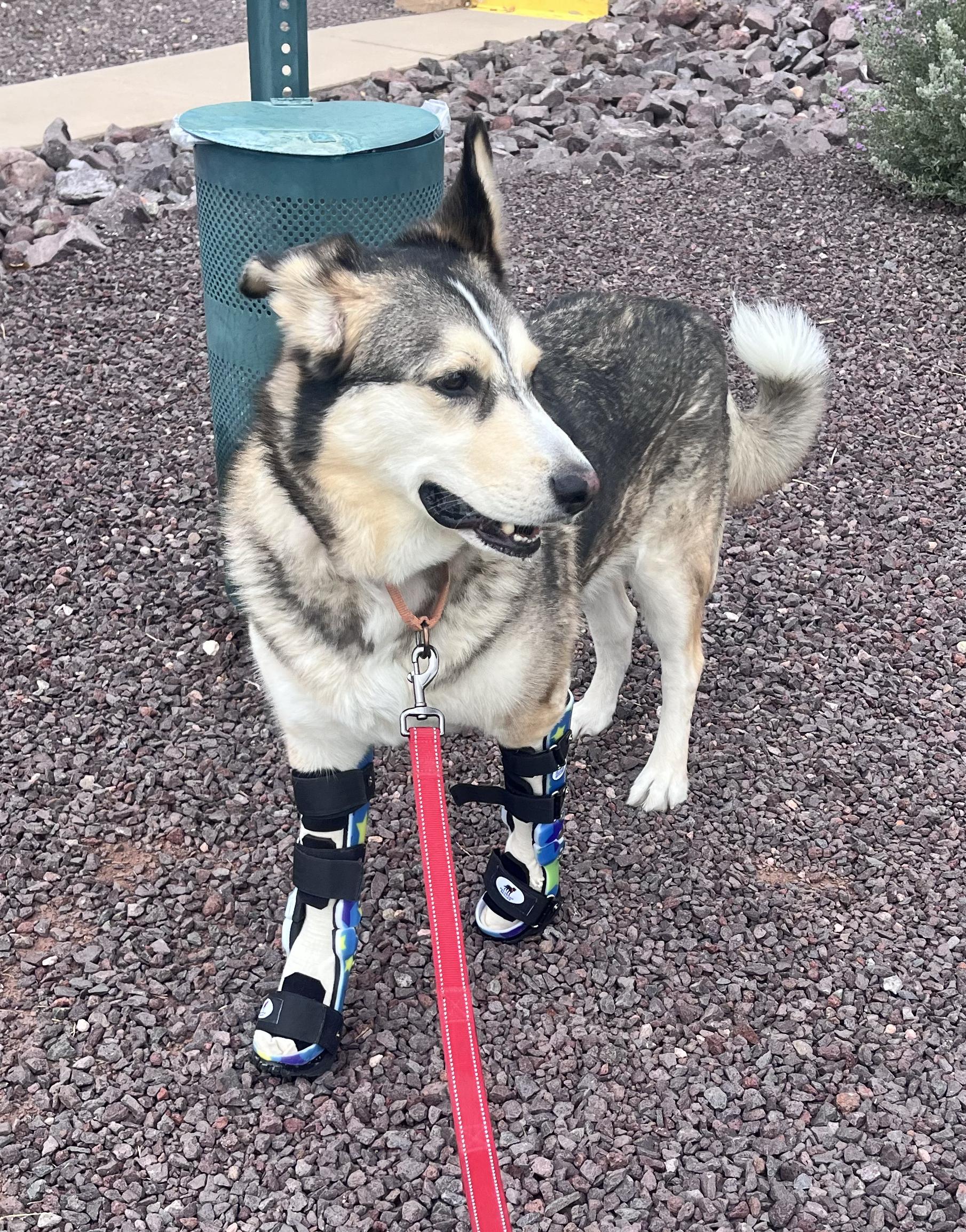 Clyde, a Adoptable mixed breed in Scottsdale, AZ image 2/6