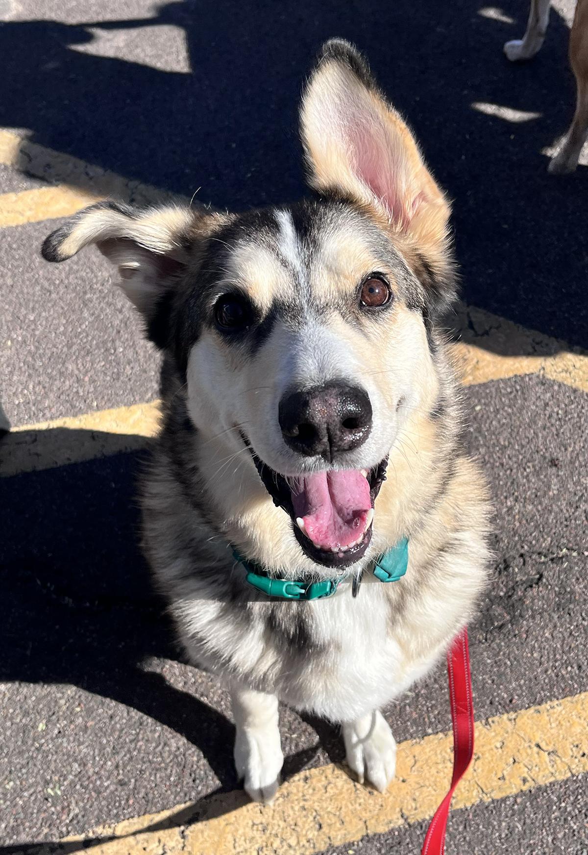 Clyde, Adoptable, Adult Male Siberian Husky & Alaskan Malamute.