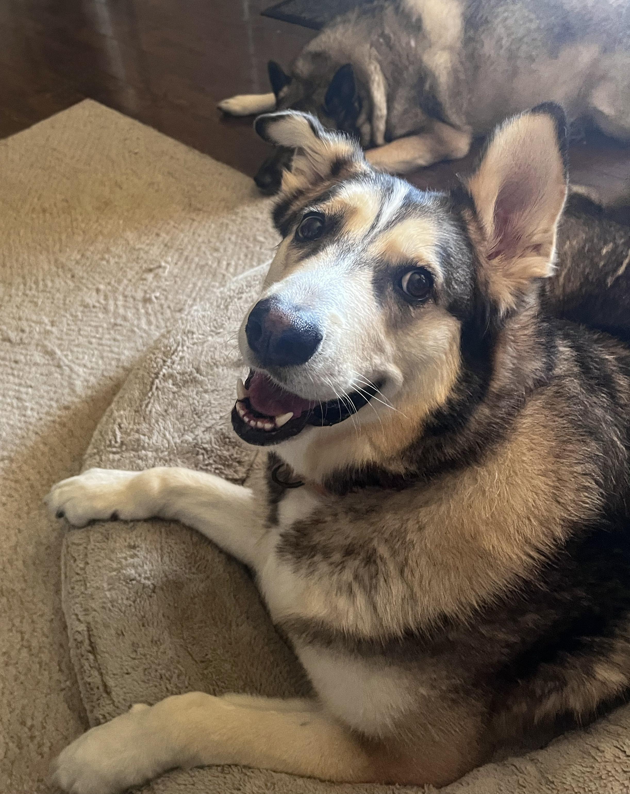 Clyde, Adoptable, Adult Male Siberian Husky & Alaskan Malamute.