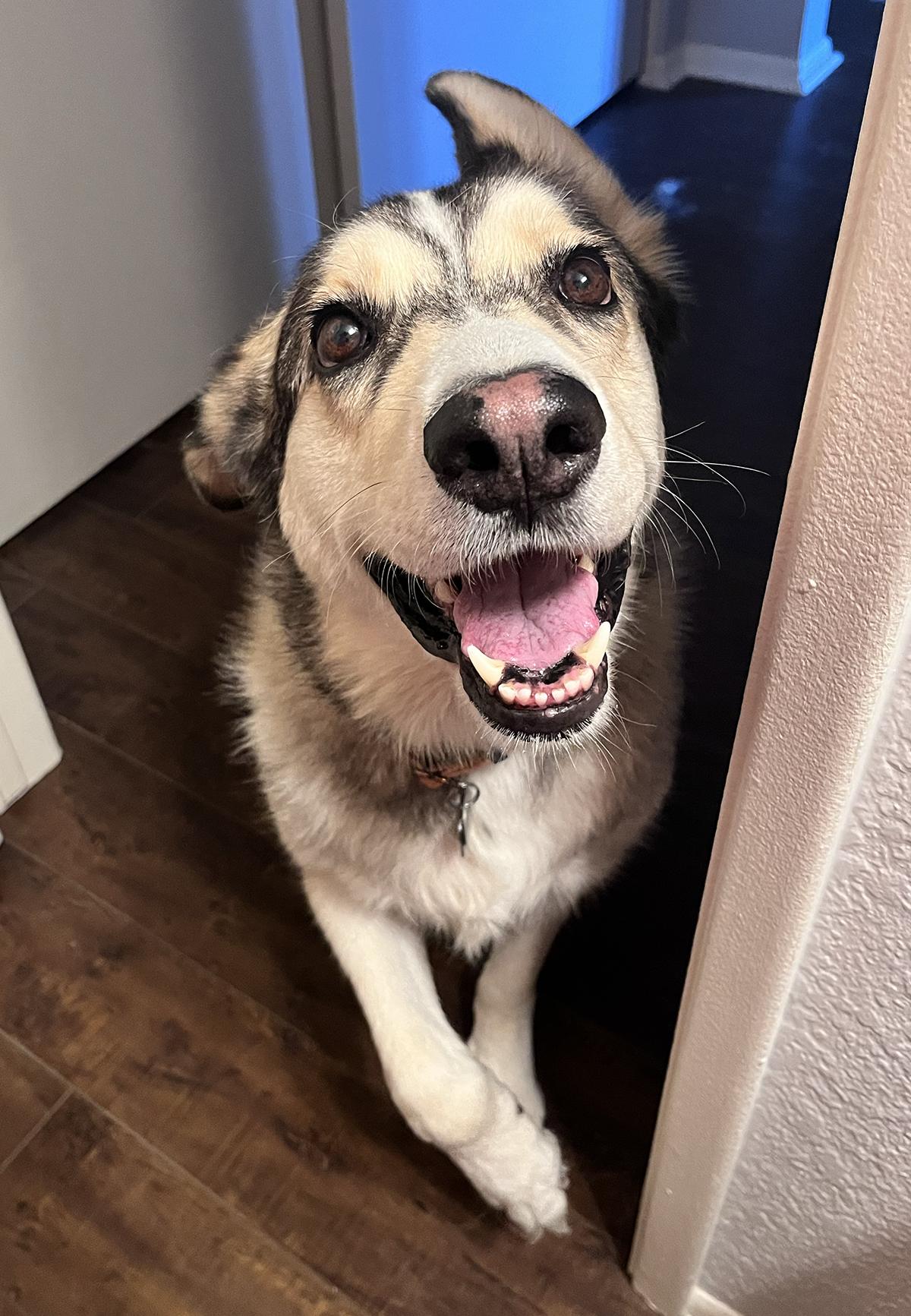 Clyde, a Adoptable mixed breed in Scottsdale, AZ image 3/6