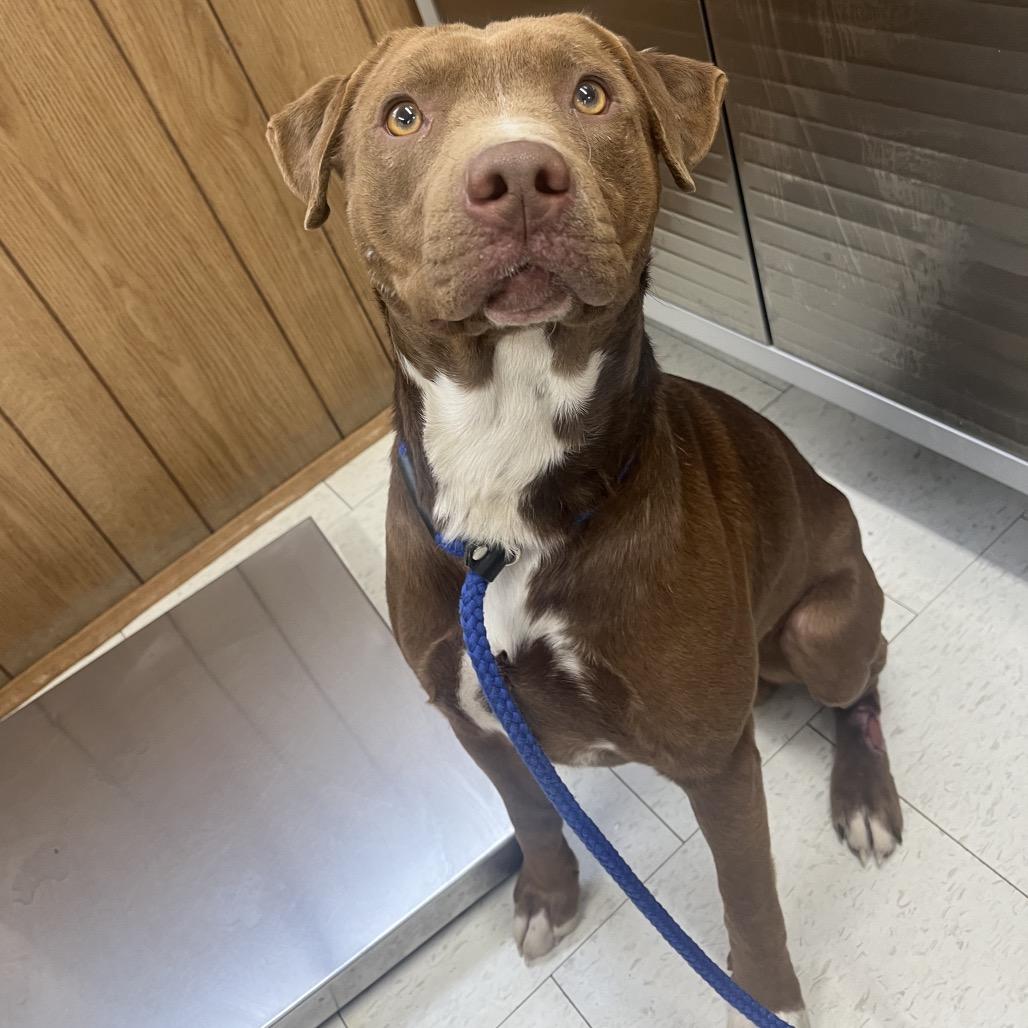 Droolius Ceasar, Adoptable, Adult Male Mixed Breed.