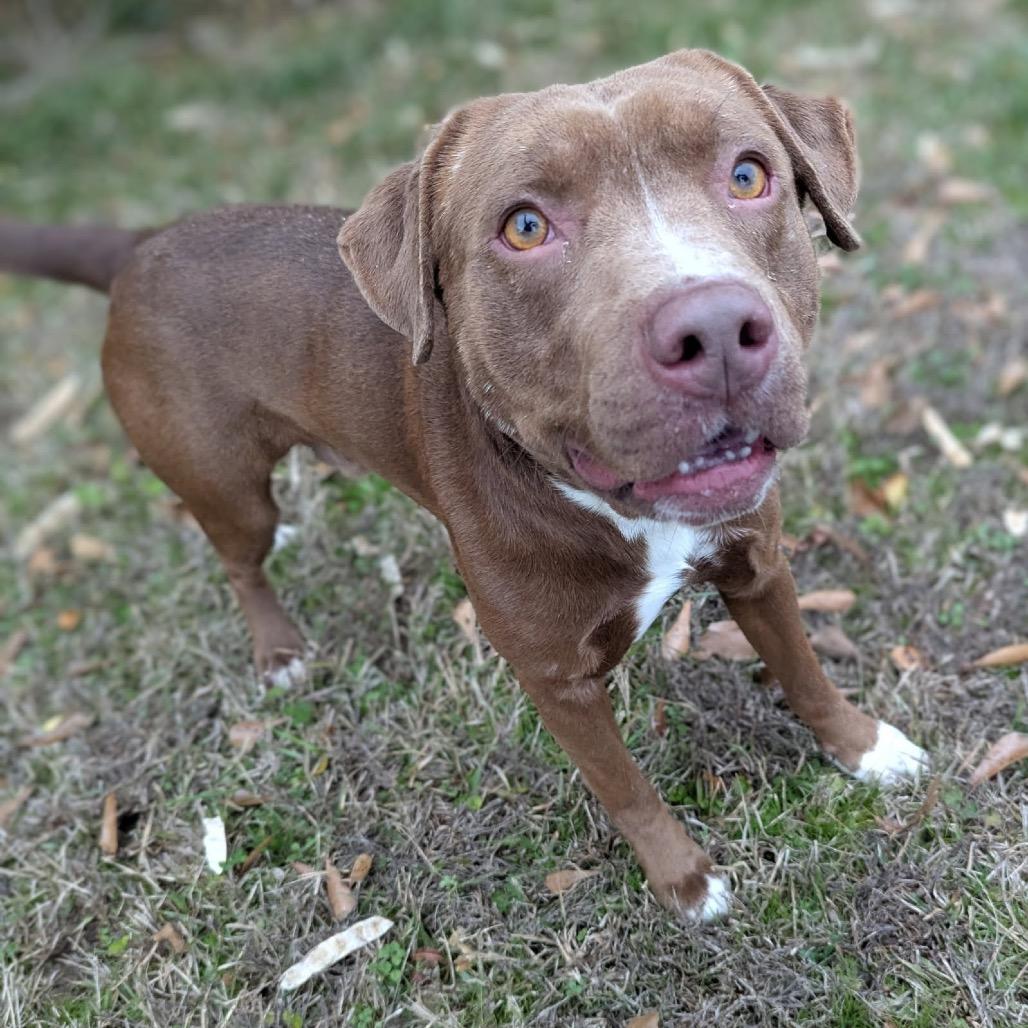 Enlarge Droolius Ceasar, a Adoptable Mixed Breed in Columbiana, AL image 2/4