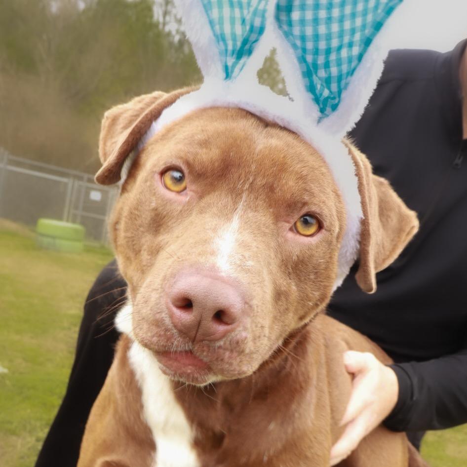 Enlarge Droolius Ceasar, a Adoptable Mixed Breed in Columbiana, AL image 3/6