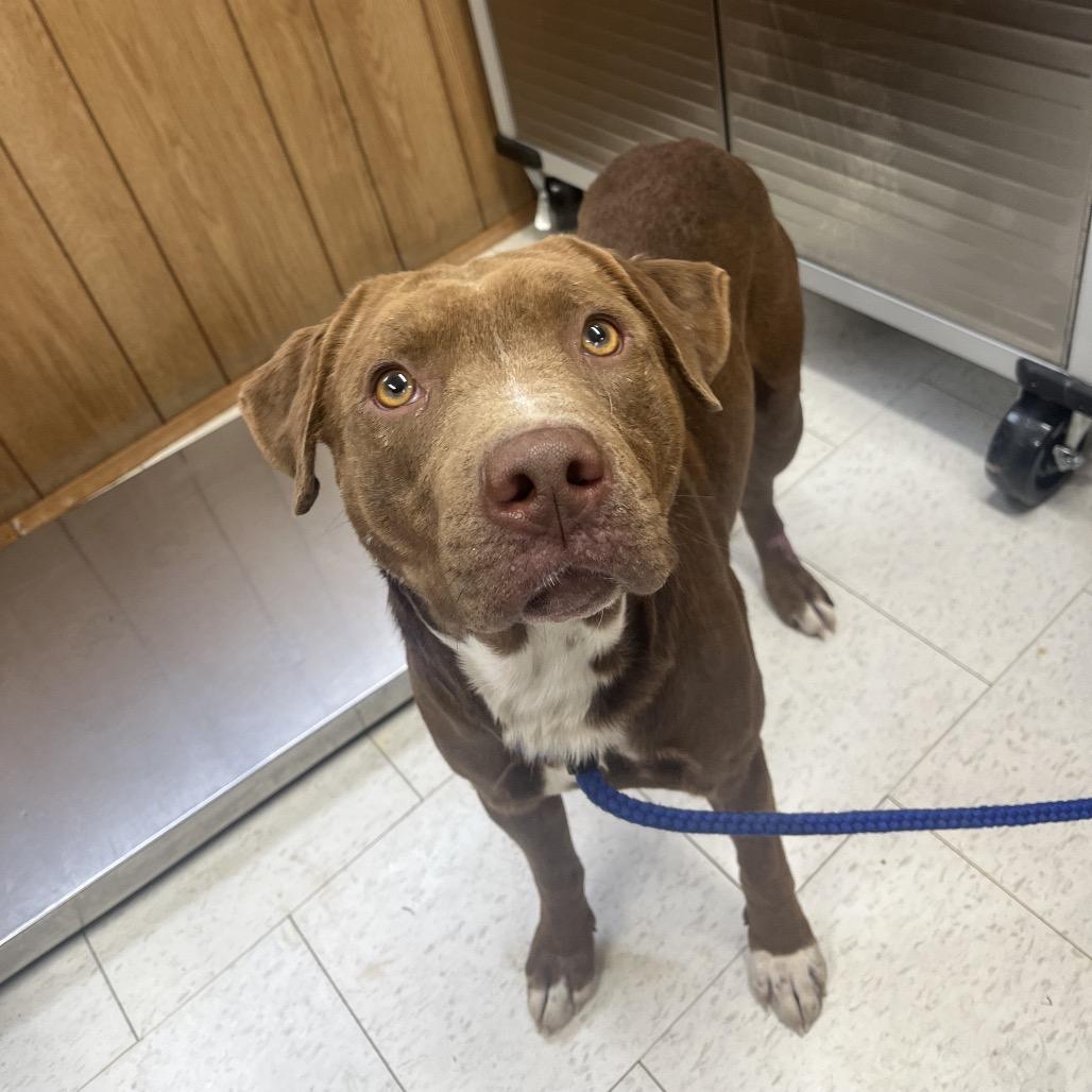 Enlarge Droolius Ceasar, a Adoptable Mixed Breed in Columbiana, AL image 2/2