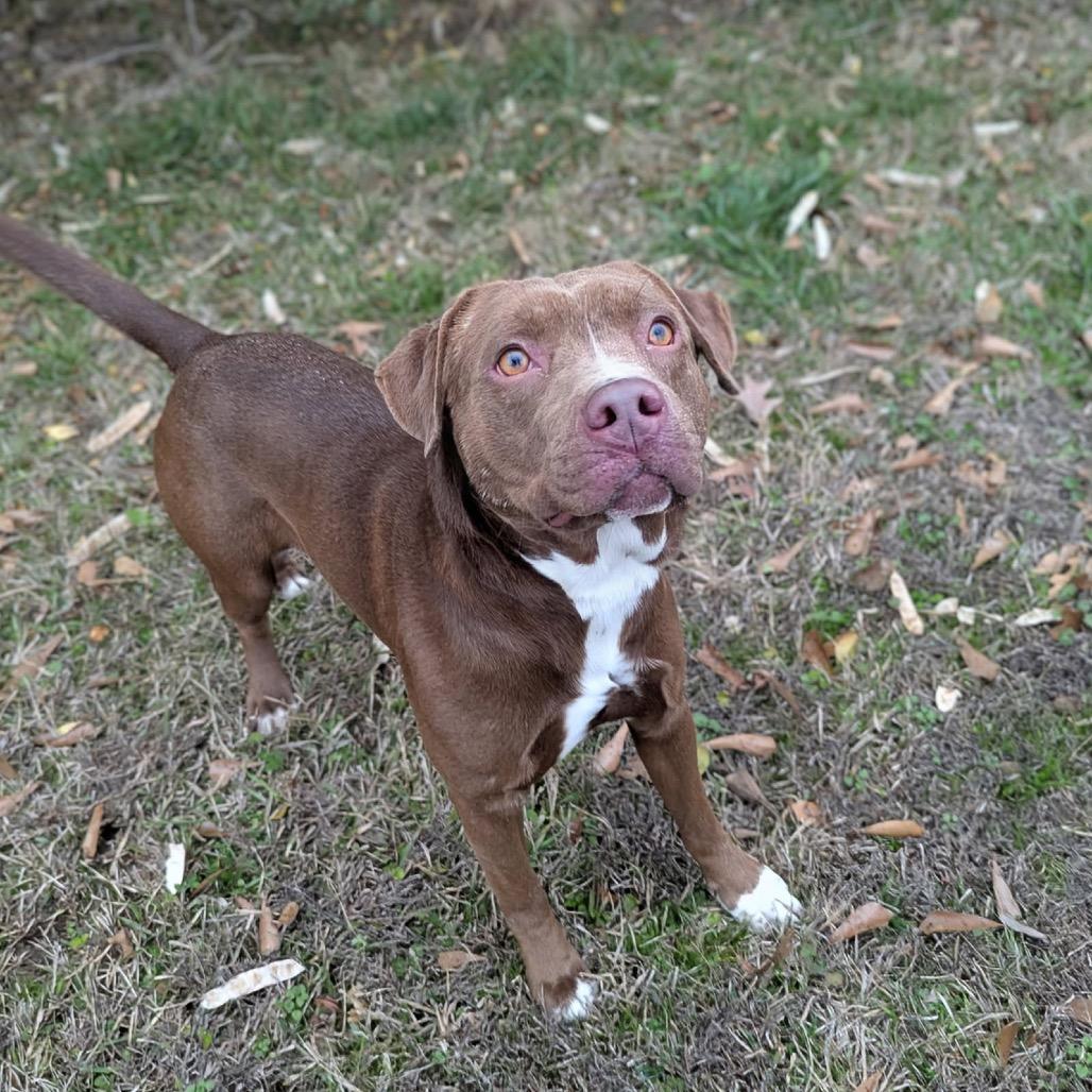 Enlarge Droolius Ceasar, a Adoptable Mixed Breed in Columbiana, AL image 4/4