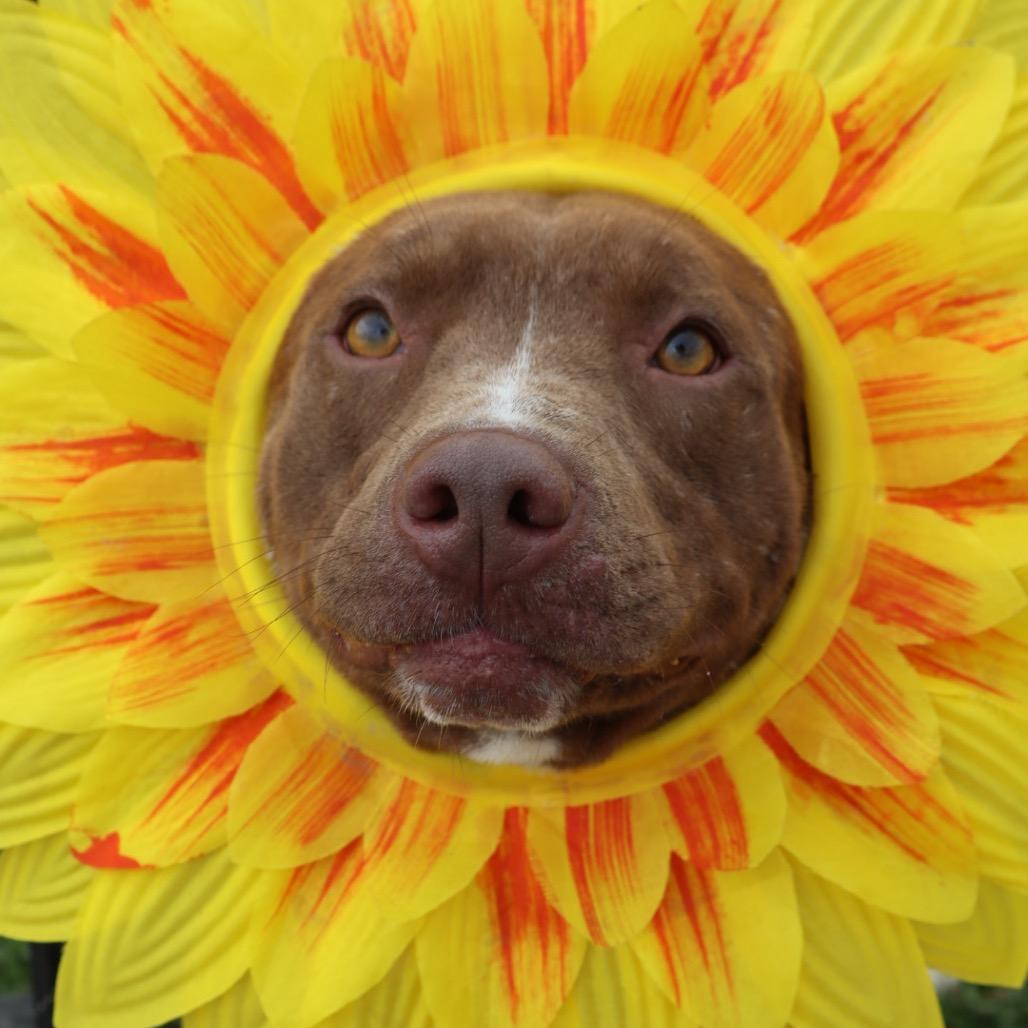 Enlarge Droolius Ceasar, a Adoptable Mixed Breed in Columbiana, AL image 6/6