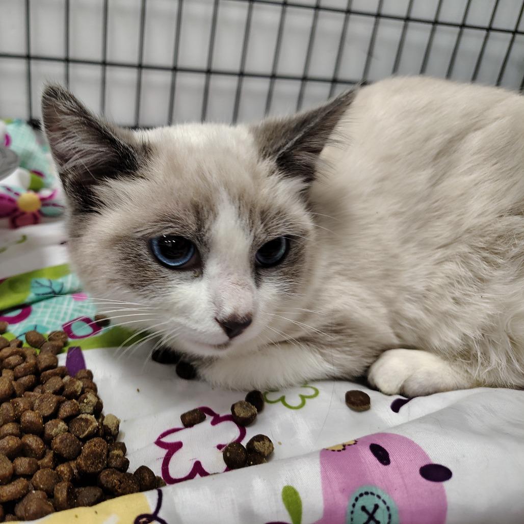 GrayLynn, a Adoptable mixed breed in Coos Bay, OR image 2/4