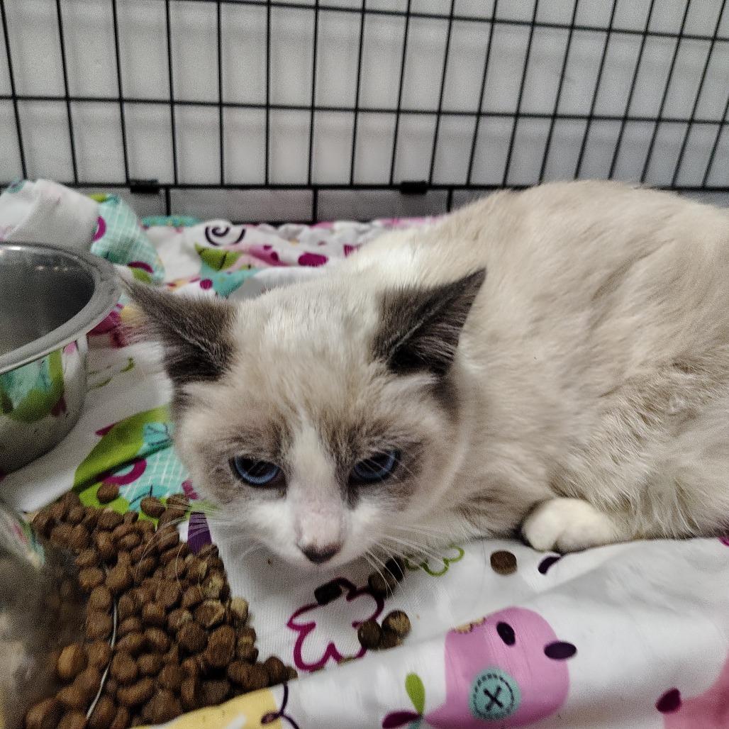 GrayLynn, a Adoptable mixed breed in Coos Bay, OR image 3/4