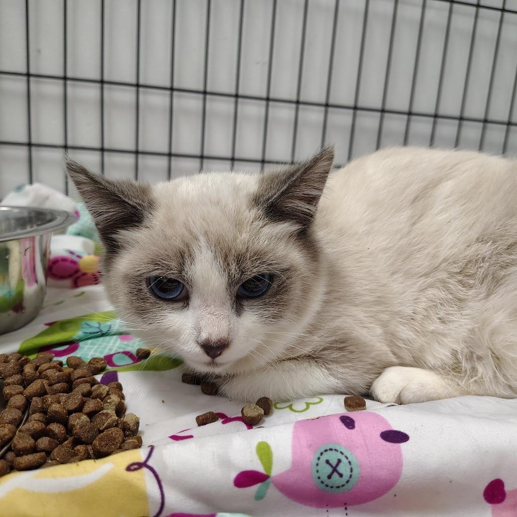 GrayLynn, a Adoptable mixed breed in Coos Bay, OR image 4/4