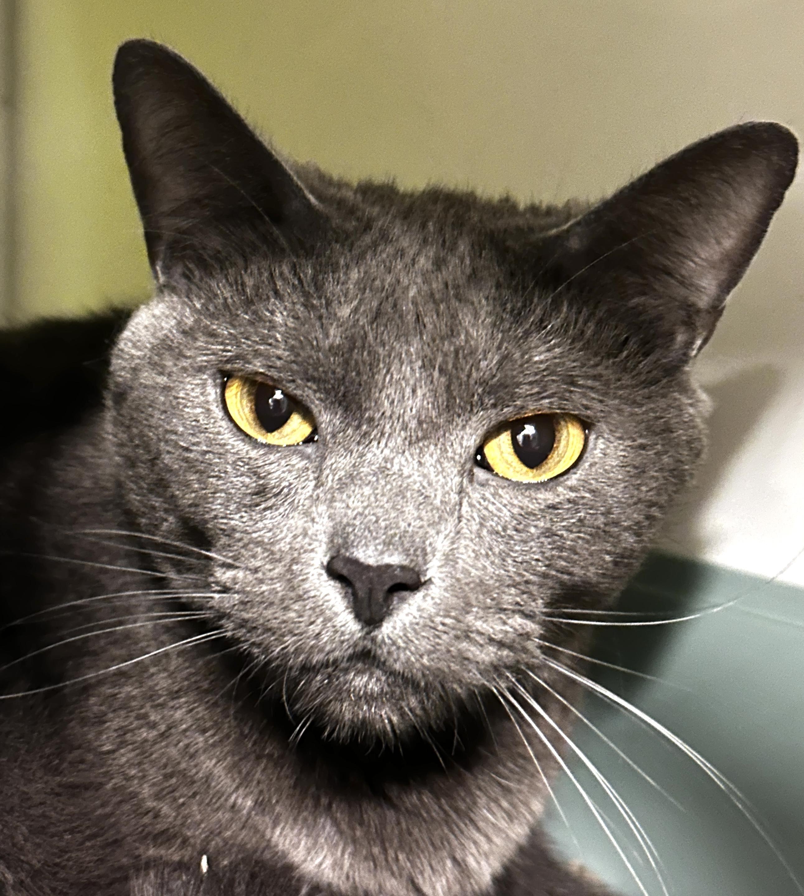 Enlarge Orin Jacob, an adopted Domestic Short Hair in Lynnwood, WA image 2/2