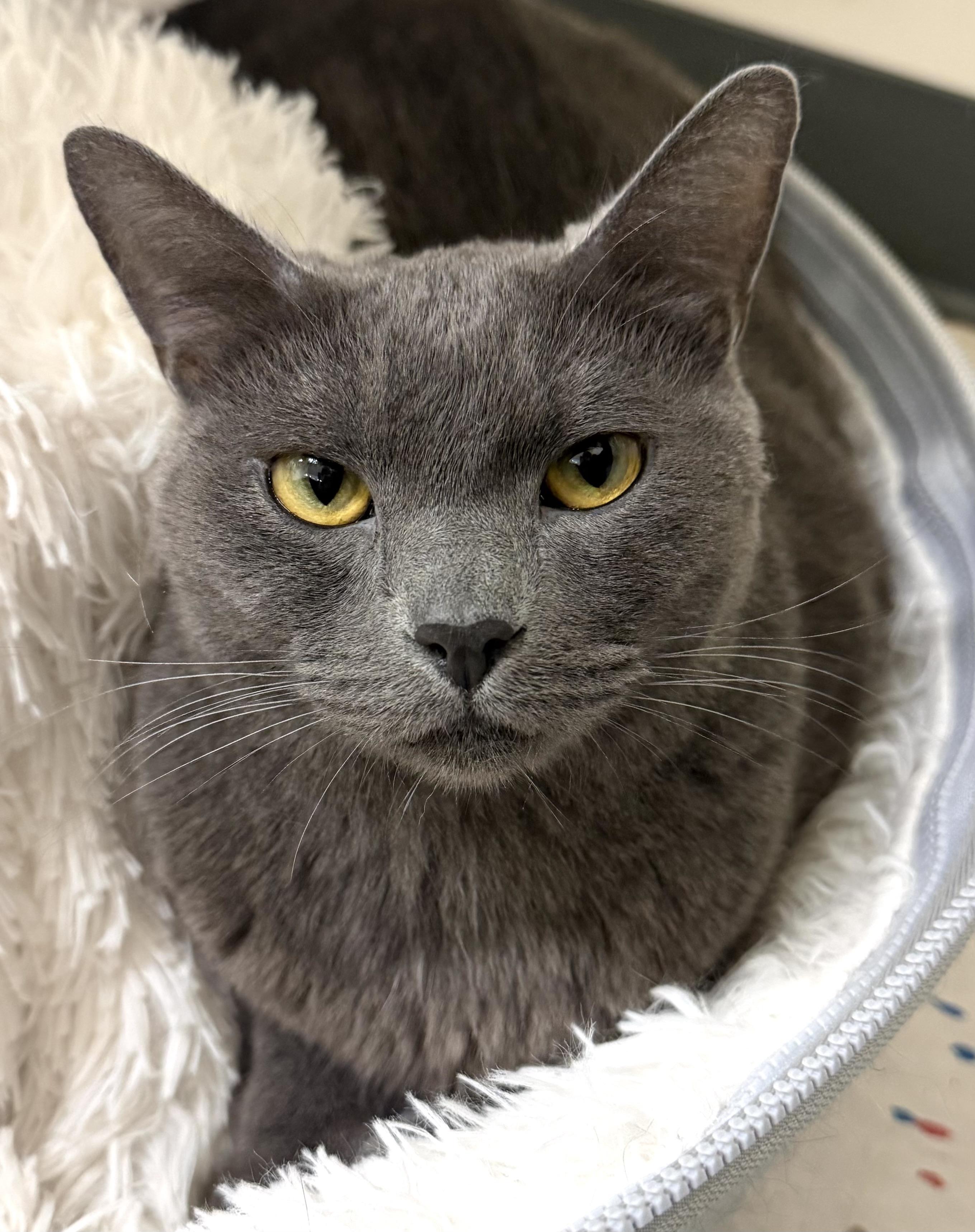 Enlarge Orin Jacob, an adopted Domestic Short Hair in Lynnwood, WA image 1/2