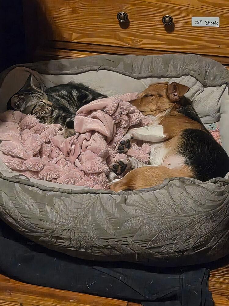 Ruby, Adoptable, Young Female Jack Russell Terrier & Beagle.