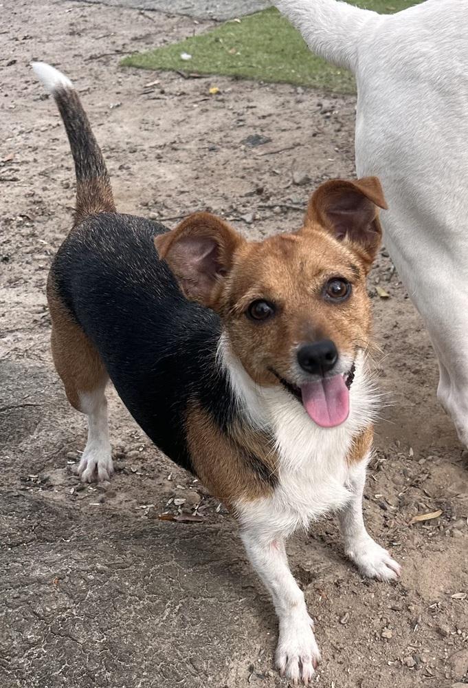 Ruby, a Adoptable mixed breed in Jackson, GA image 2/3