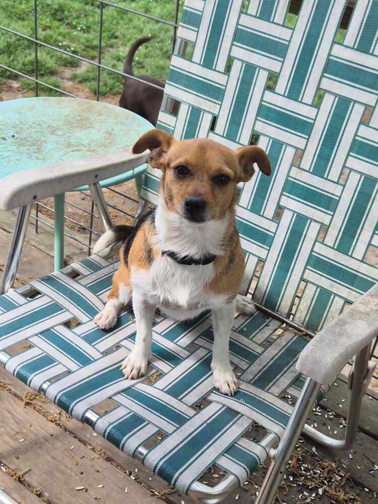 Ruby, a Adoptable mixed breed in Jackson, GA image 3/3