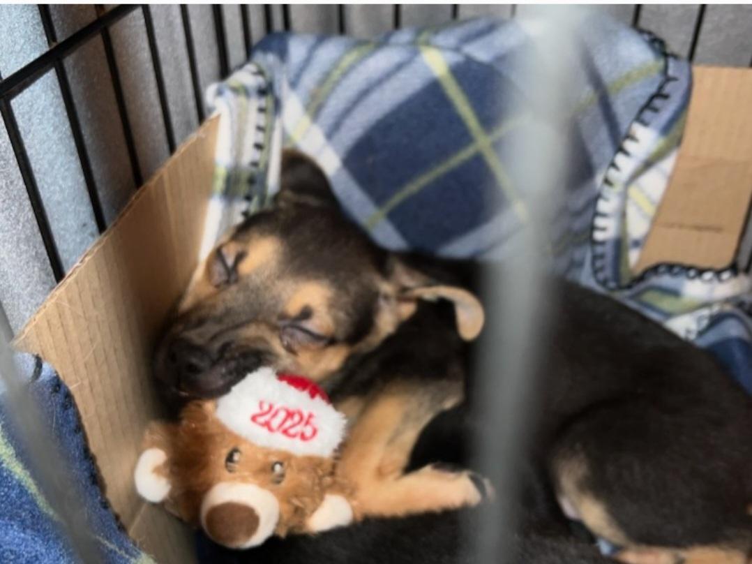 Rudy, a ADOPTABLE mixed breed in Troy, MI image 4/6