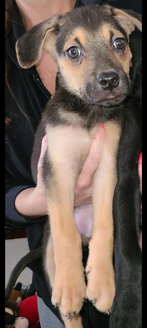 Rudy, a ADOPTABLE mixed breed in Troy, MI image 5/6