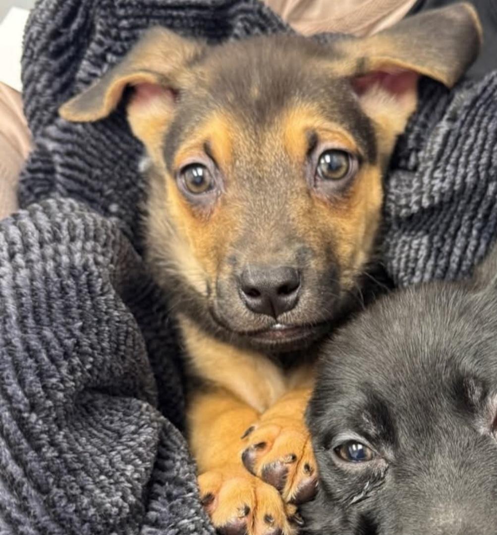 Rudy, a ADOPTABLE mixed breed in Troy, MI image 1/6