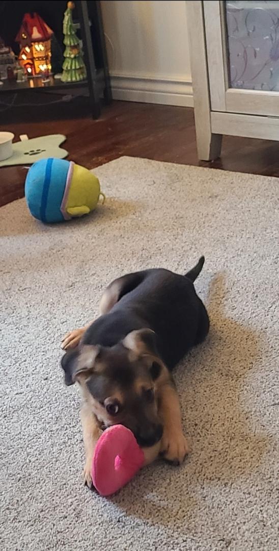 Rudy, a ADOPTABLE mixed breed in Troy, MI image 2/6