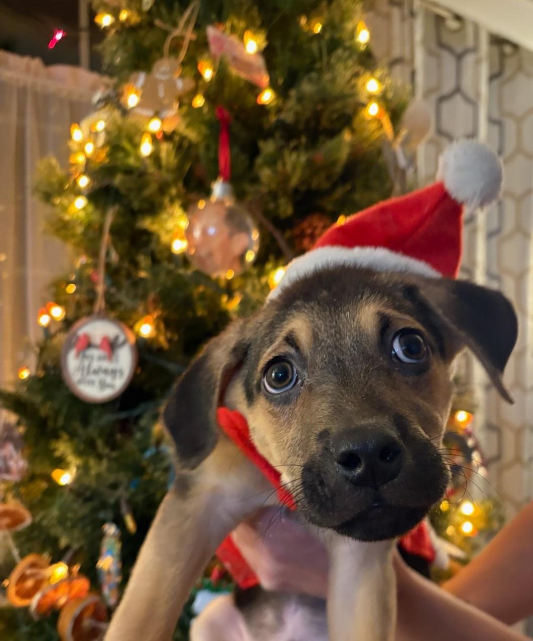 Rudy, a ADOPTABLE mixed breed in Troy, MI image 3/6