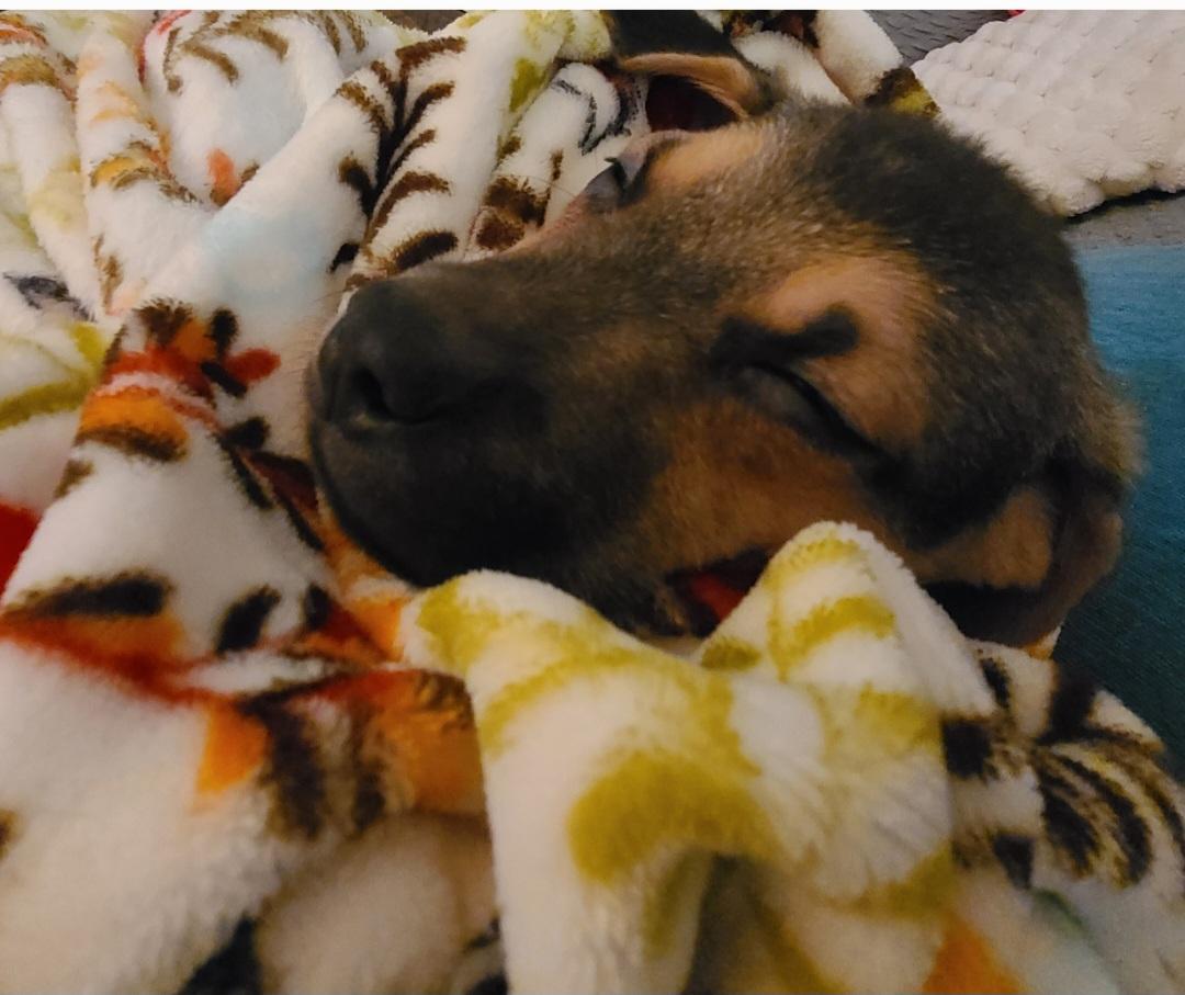 Rudy, a ADOPTABLE mixed breed in Troy, MI image 6/6