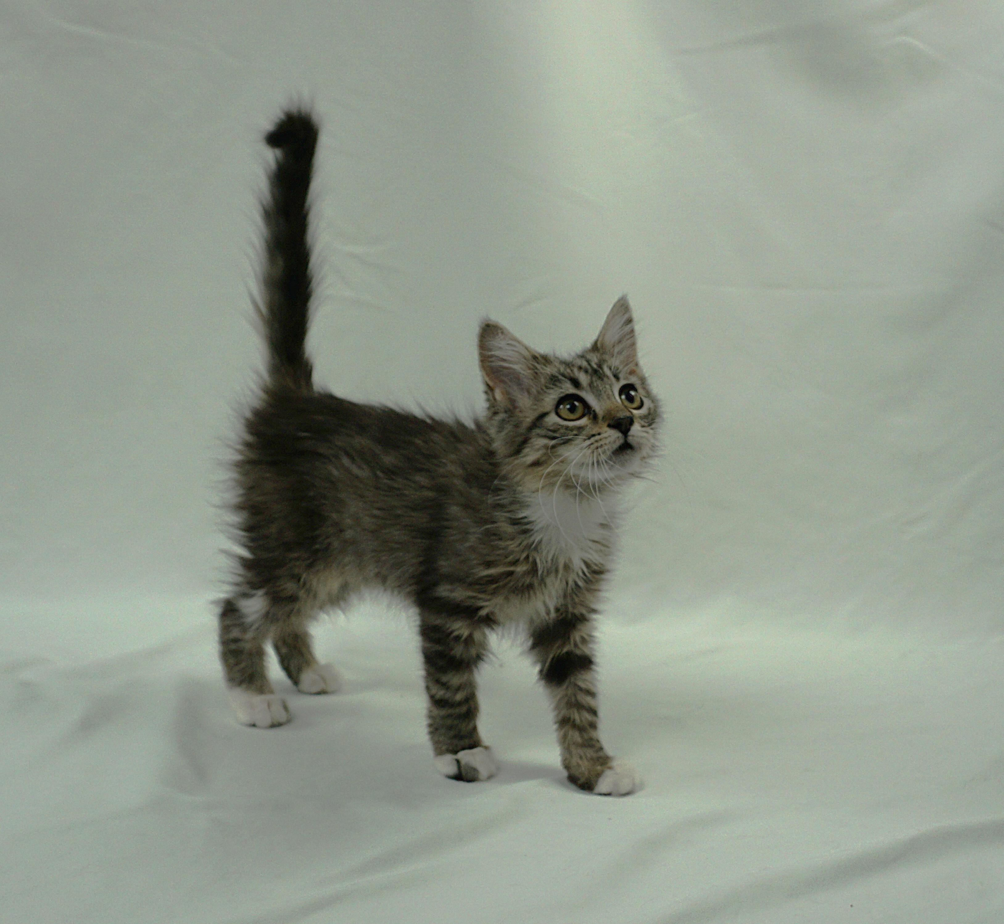 Enlarge TAYLOR - FUN LOVING SUPER SWEET GIRL, a Adoptable mixed breed in Plano, TX image 3/6