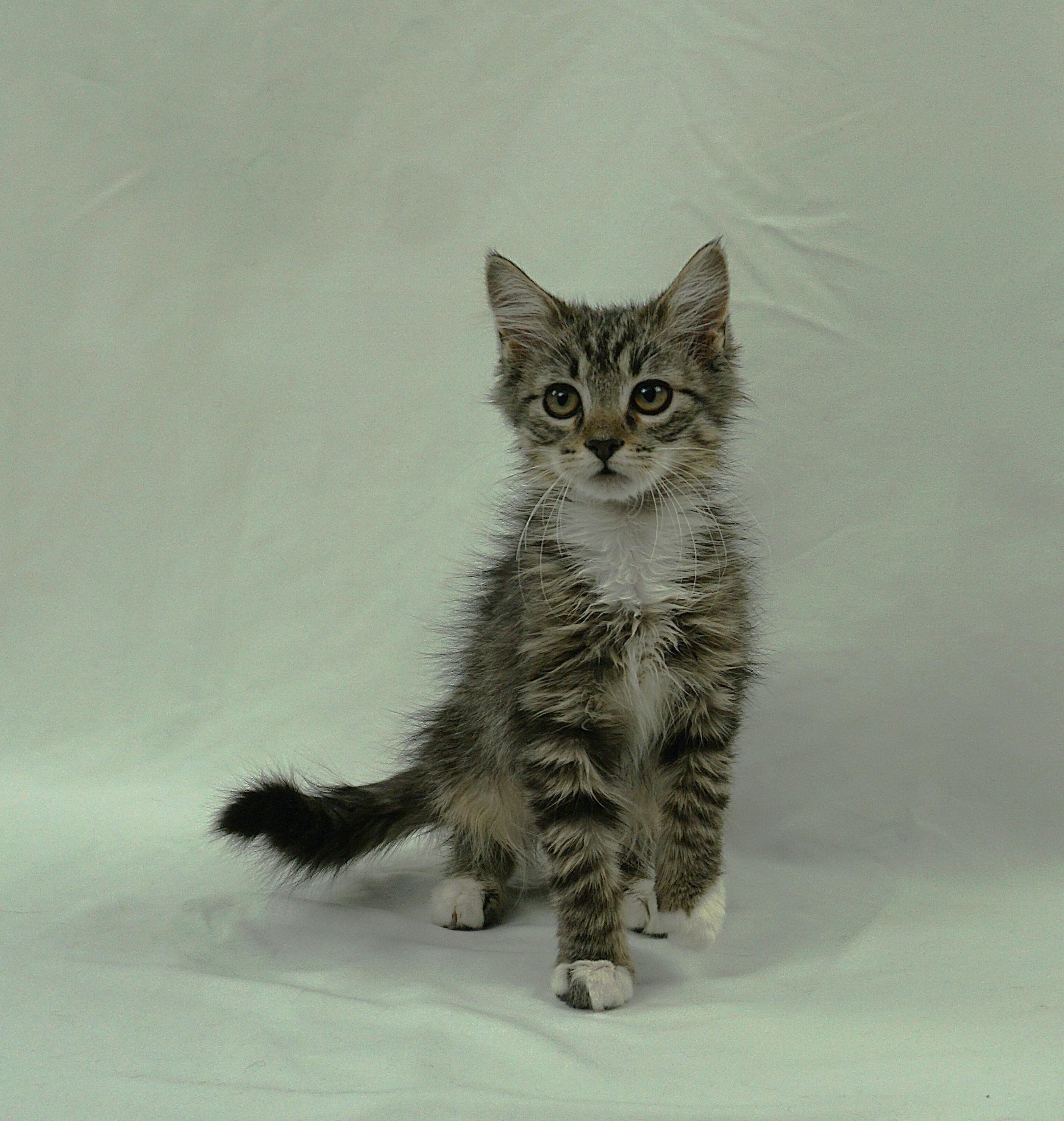TAYLOR - FUN LOVING SUPER SWEET GIRL, Adoptable, Kitten Female Maine Coon & Domestic Medium Hair.
