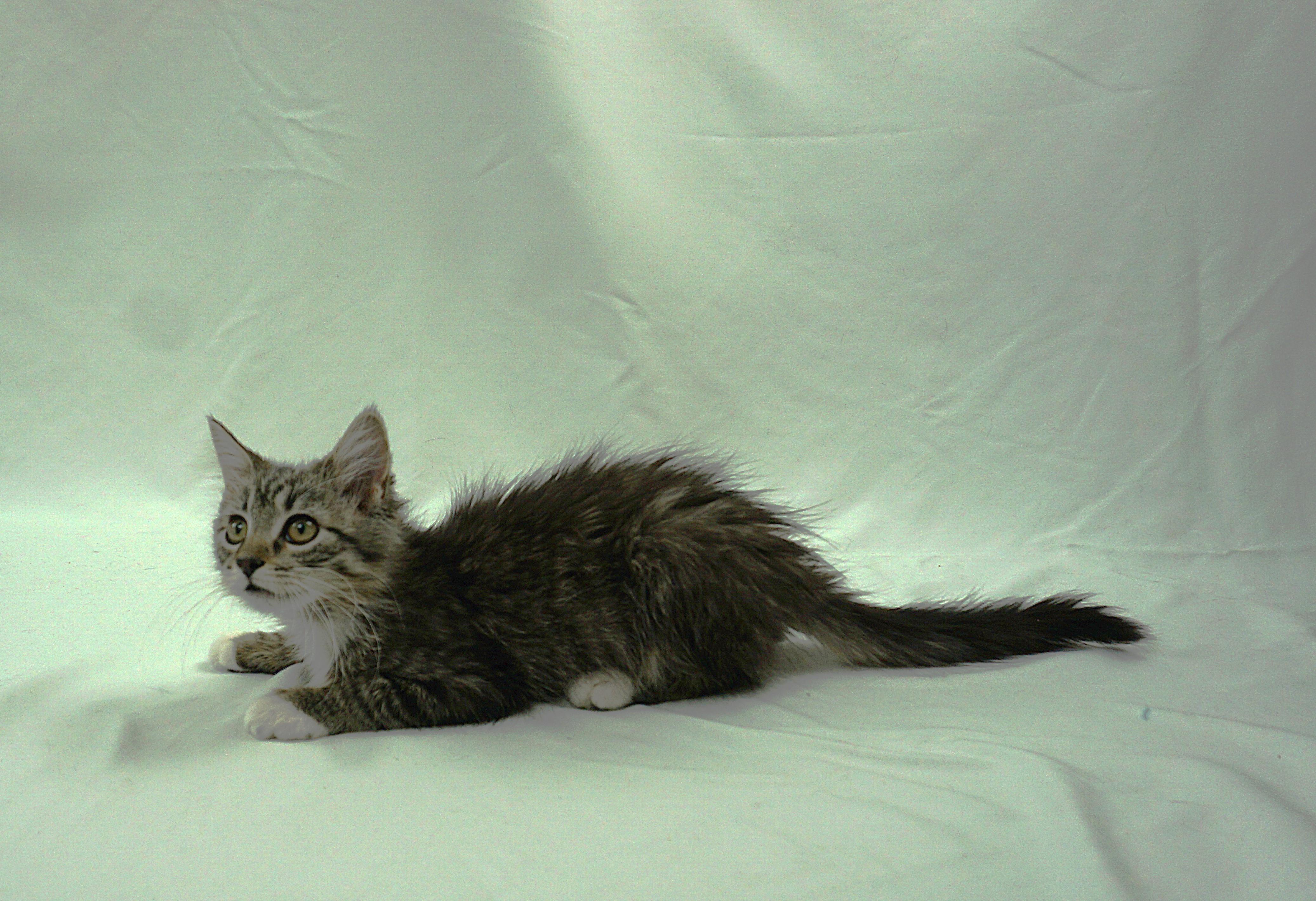 Enlarge TAYLOR - FUN LOVING SUPER SWEET GIRL, a Adoptable mixed breed in Plano, TX image 5/6