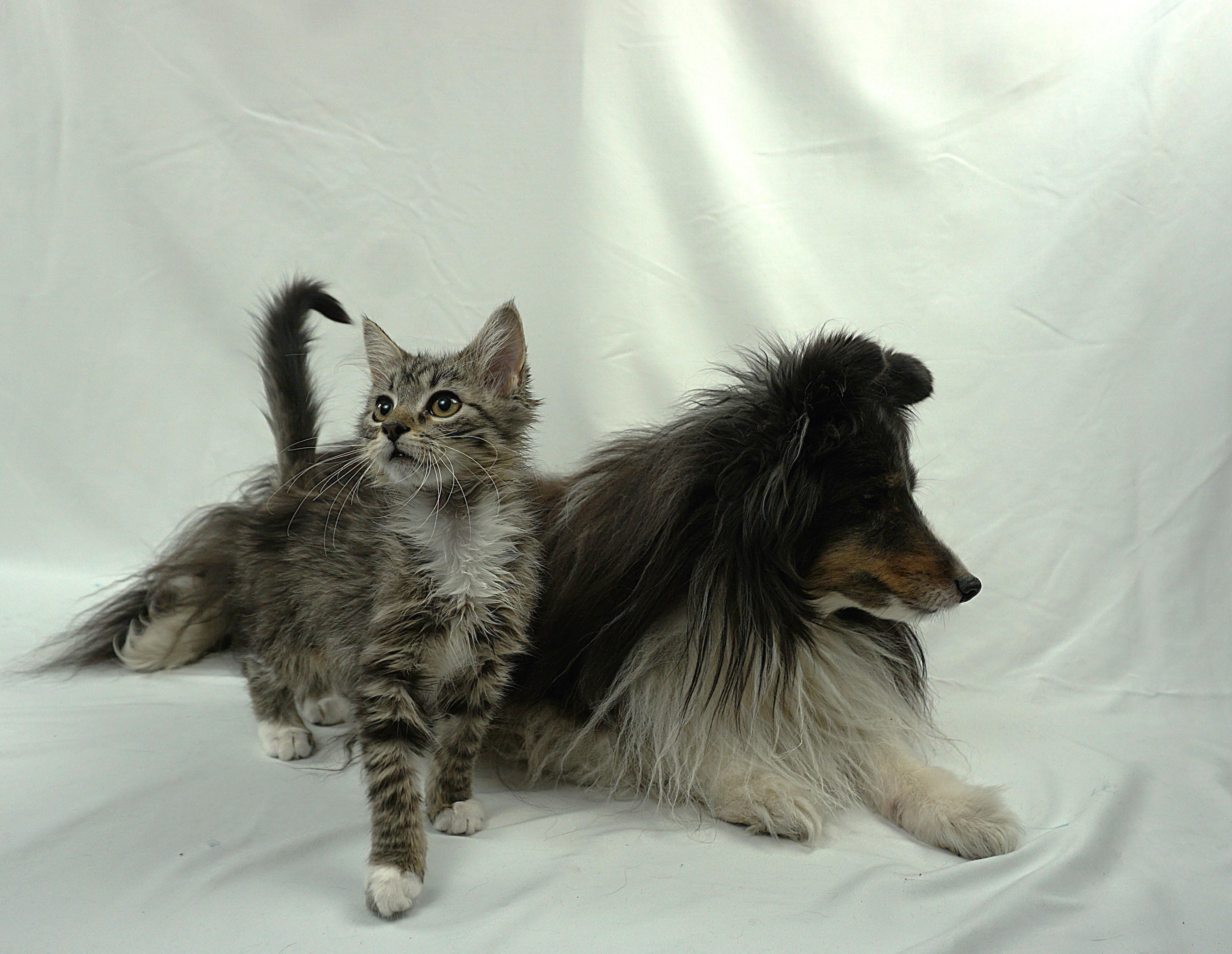 Enlarge TAYLOR - FUN LOVING SUPER SWEET GIRL, a Adoptable mixed breed in Plano, TX image 2/6