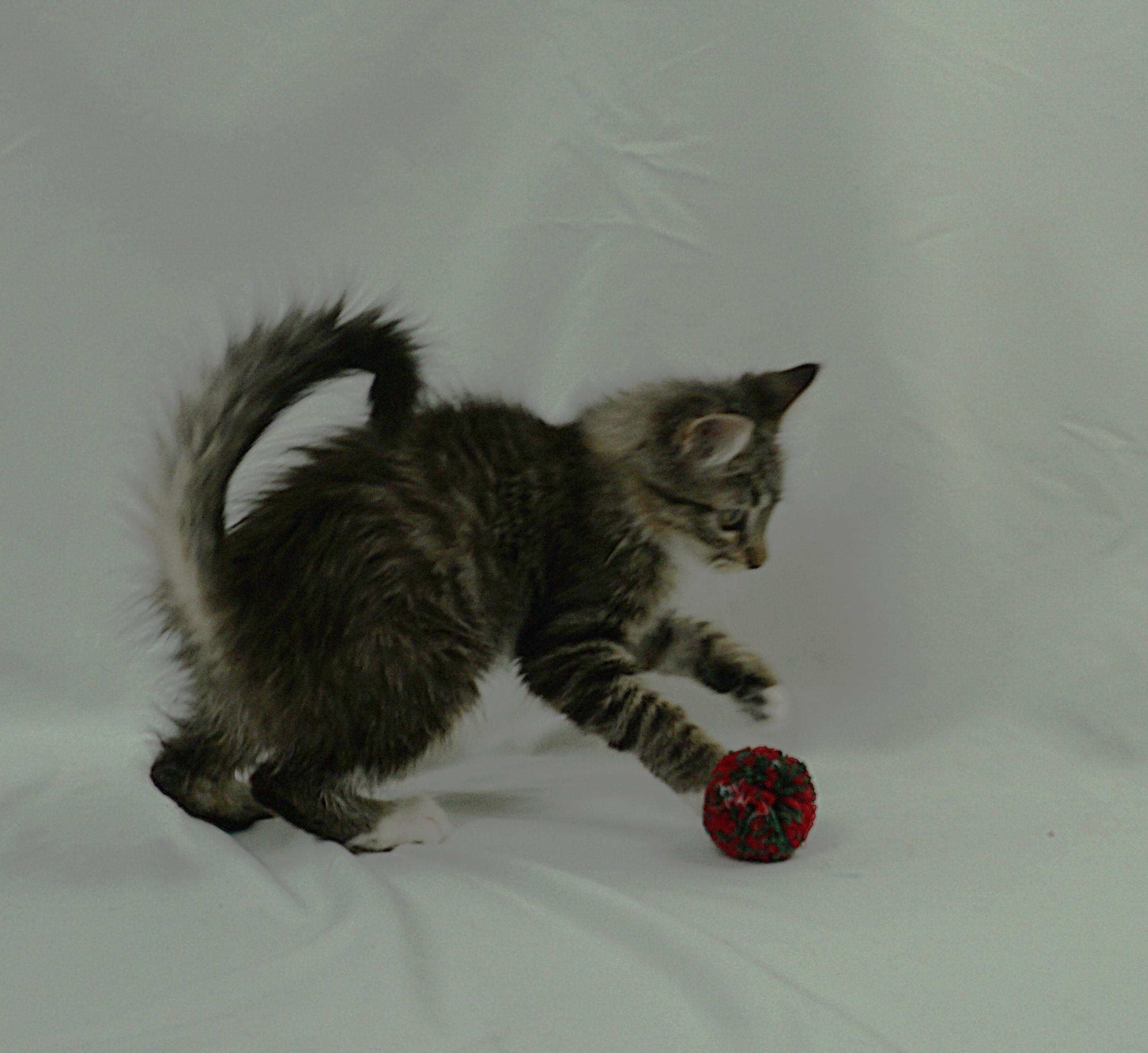 Enlarge TAYLOR - FUN LOVING SUPER SWEET GIRL, a Adoptable mixed breed in Plano, TX image 6/6