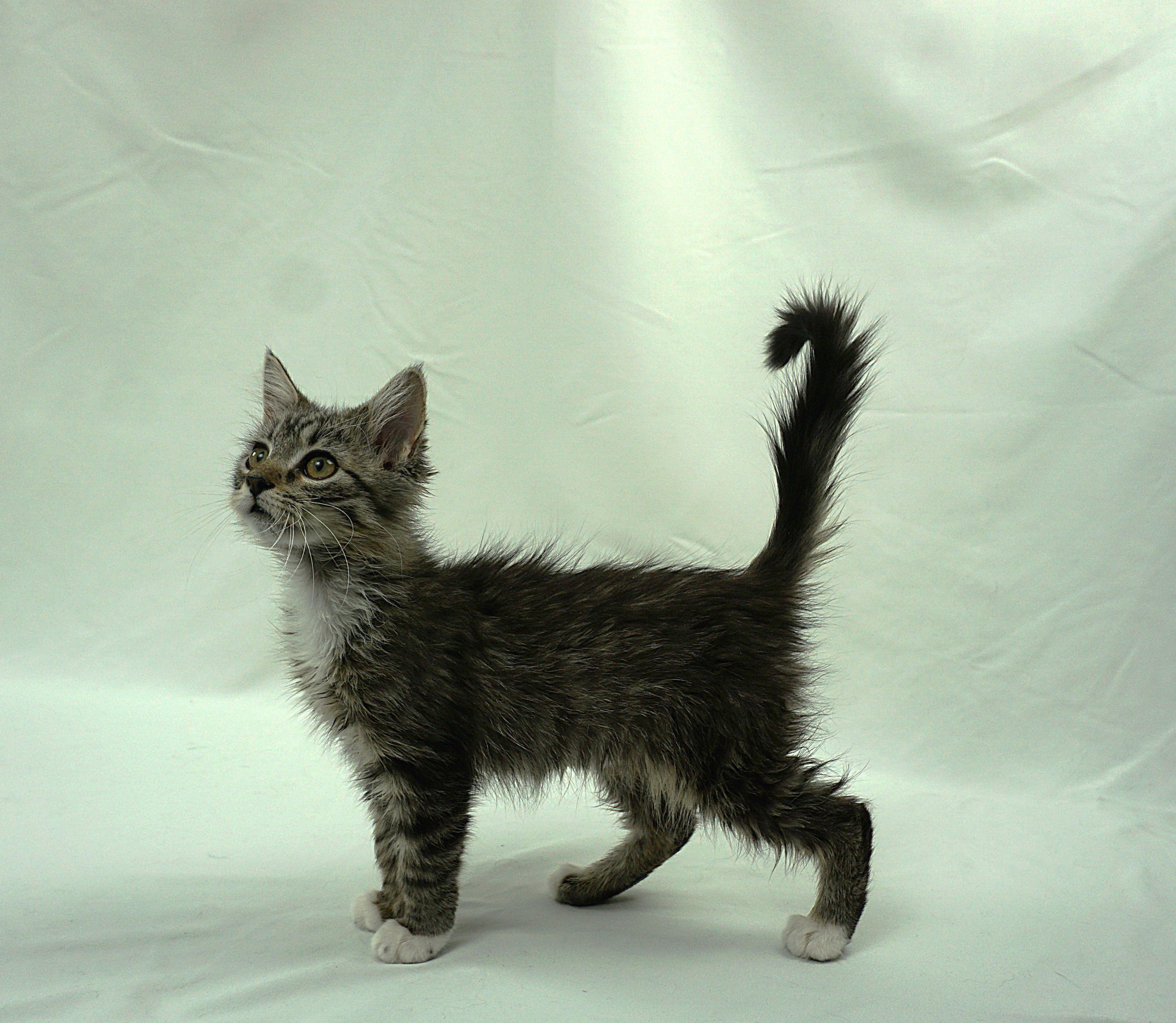 Enlarge TAYLOR - FUN LOVING SUPER SWEET GIRL, a Adoptable mixed breed in Plano, TX image 4/6