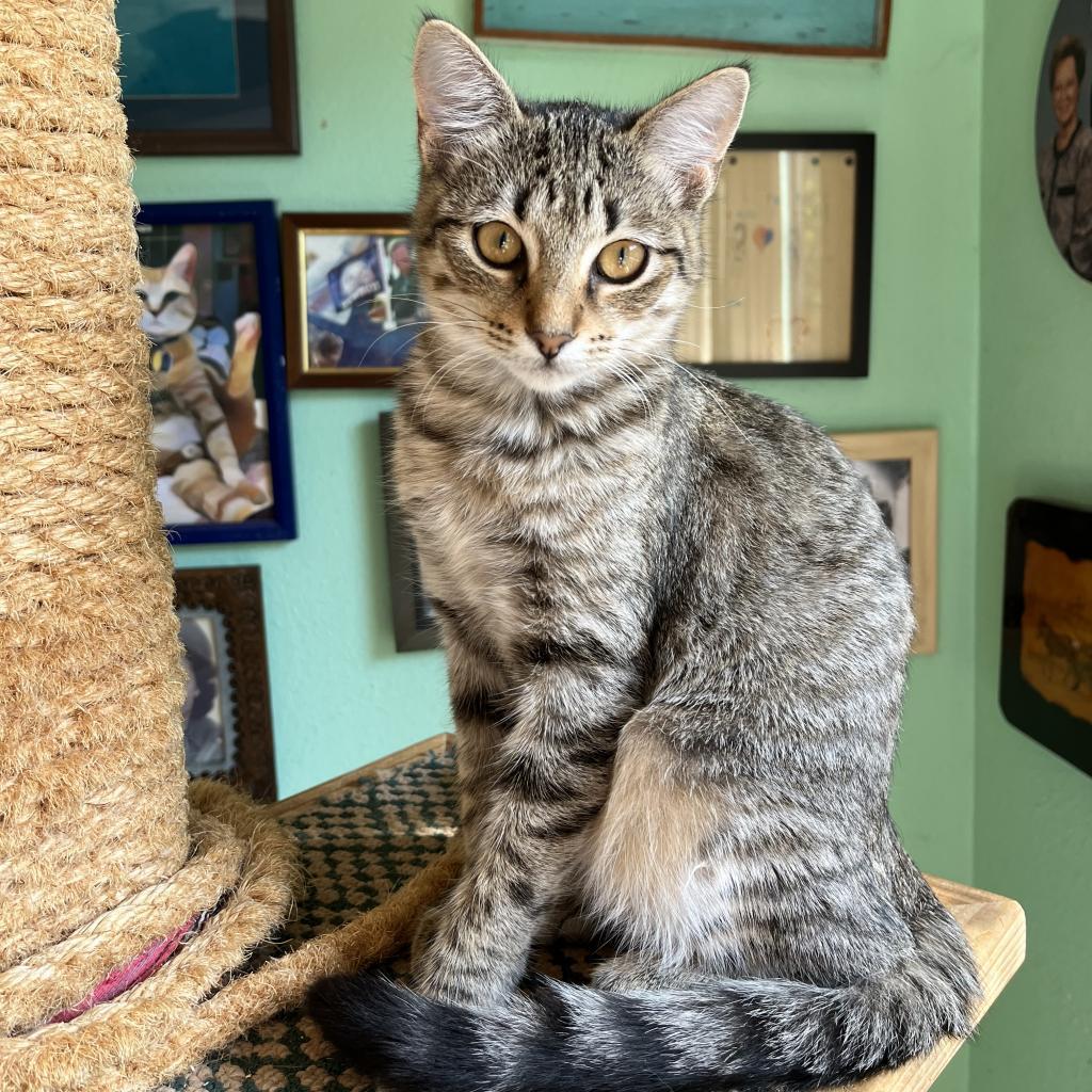 Stormie, Adoptable, Young Male Domestic Short Hair.