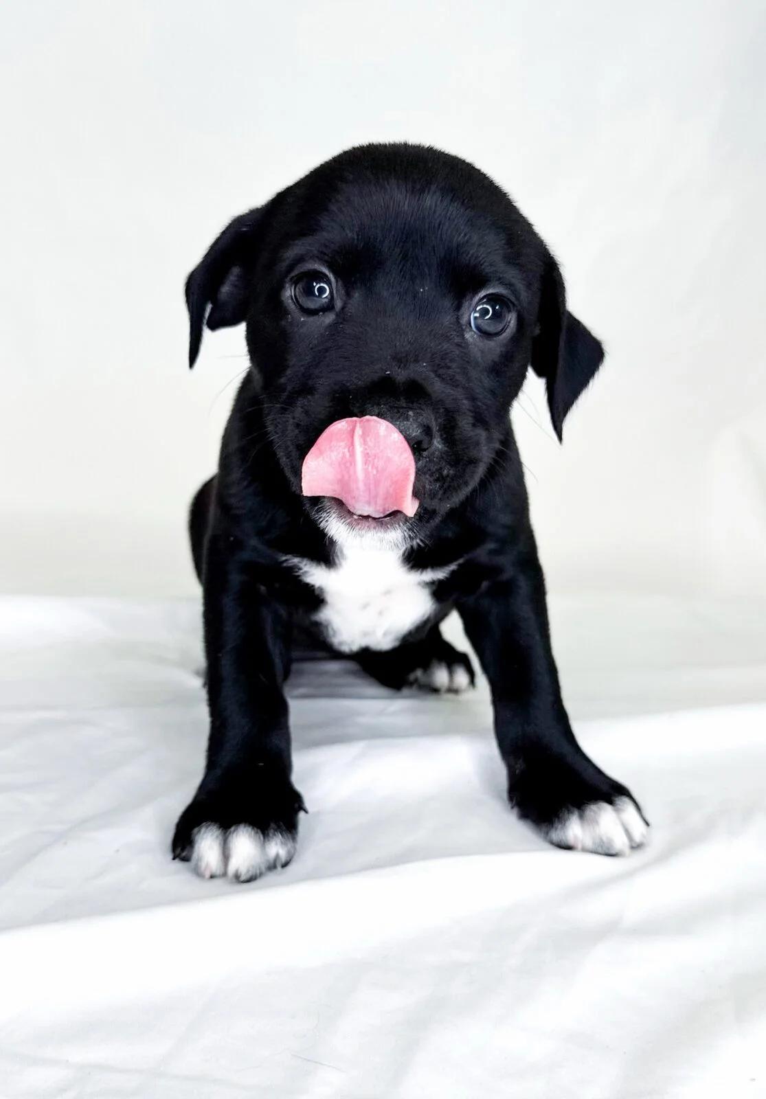 Madeleine, a Adoptable mixed breed in Bixby, OK image 2/4